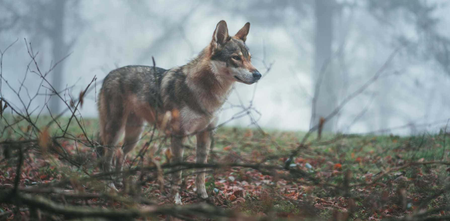 Majestic Wolfdog in Nature Wallpaper