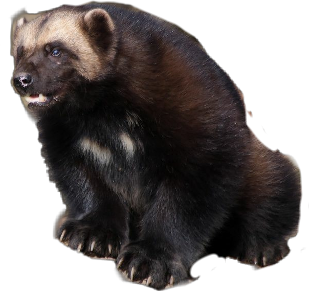 Wolverine Animal Side View PNG