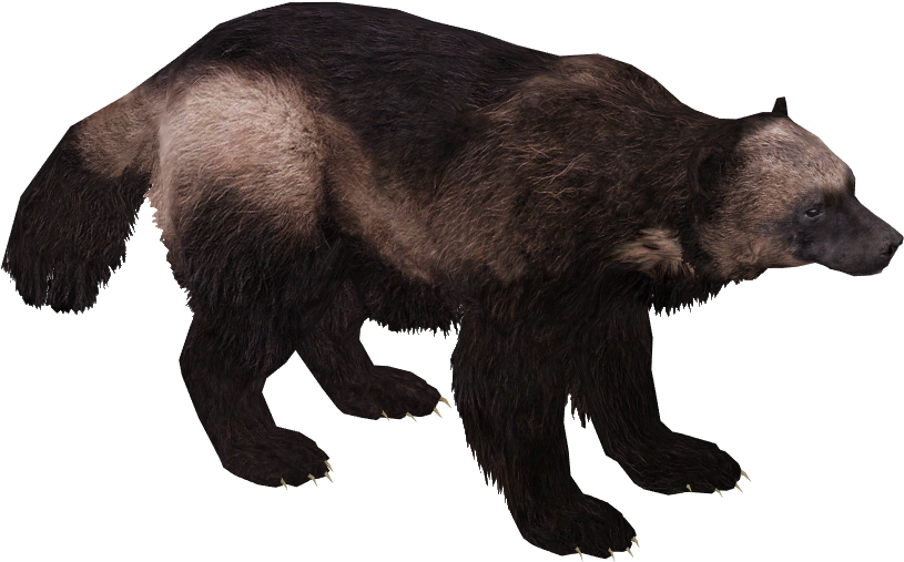 Wolverine_ Animal_ Walking_ Profile_ View.png PNG