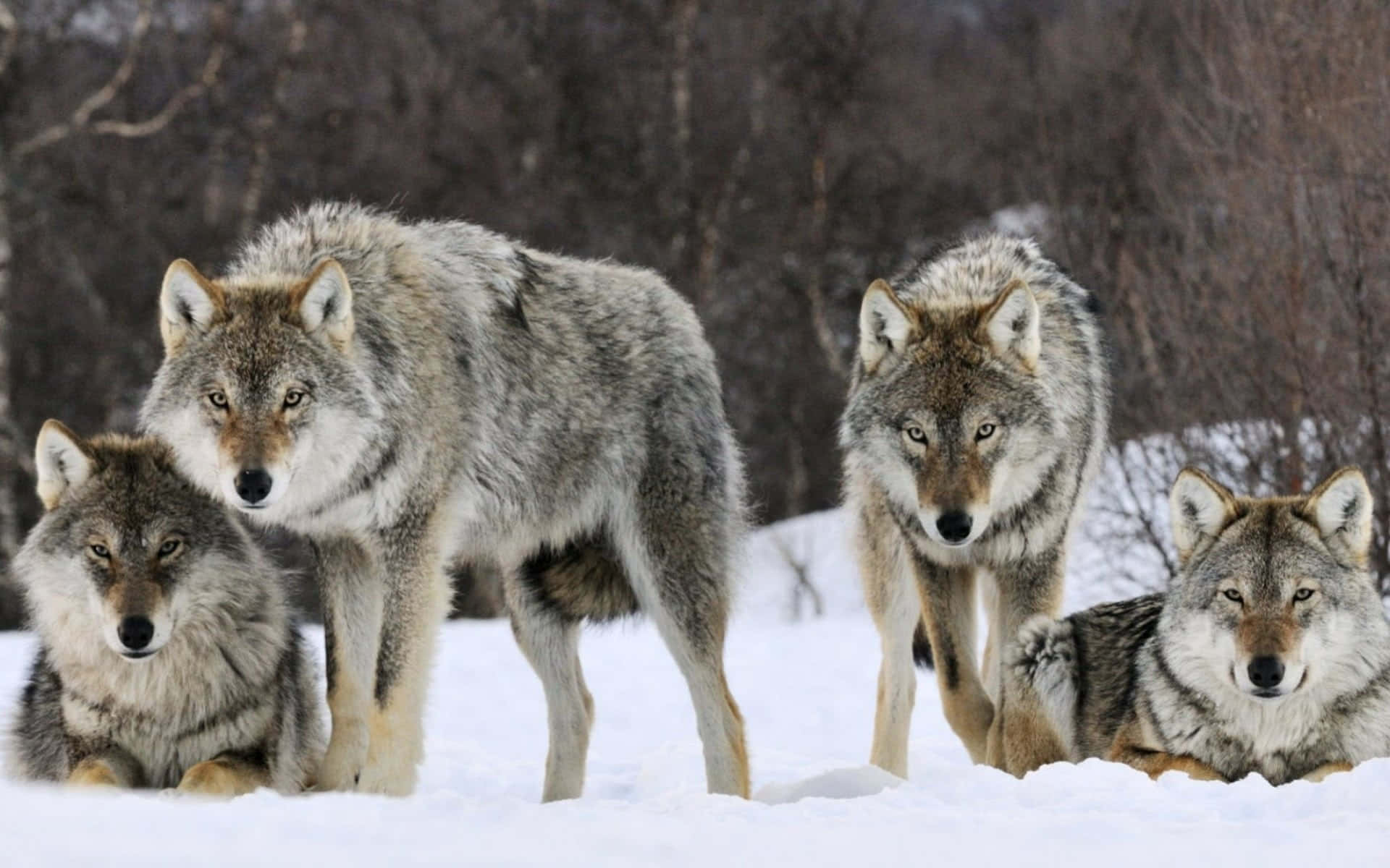Four Arctic Wolves In Snow Picture