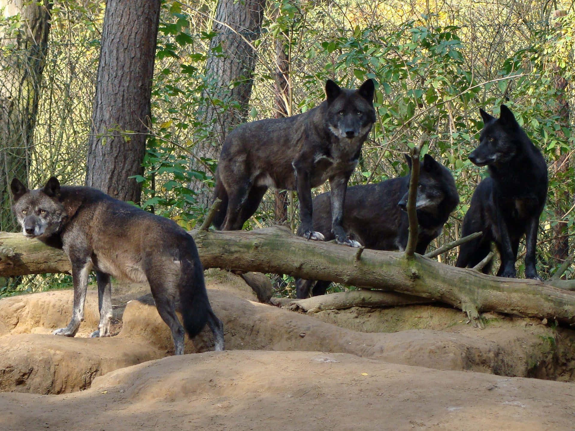 Black Wolves In Forest Picture