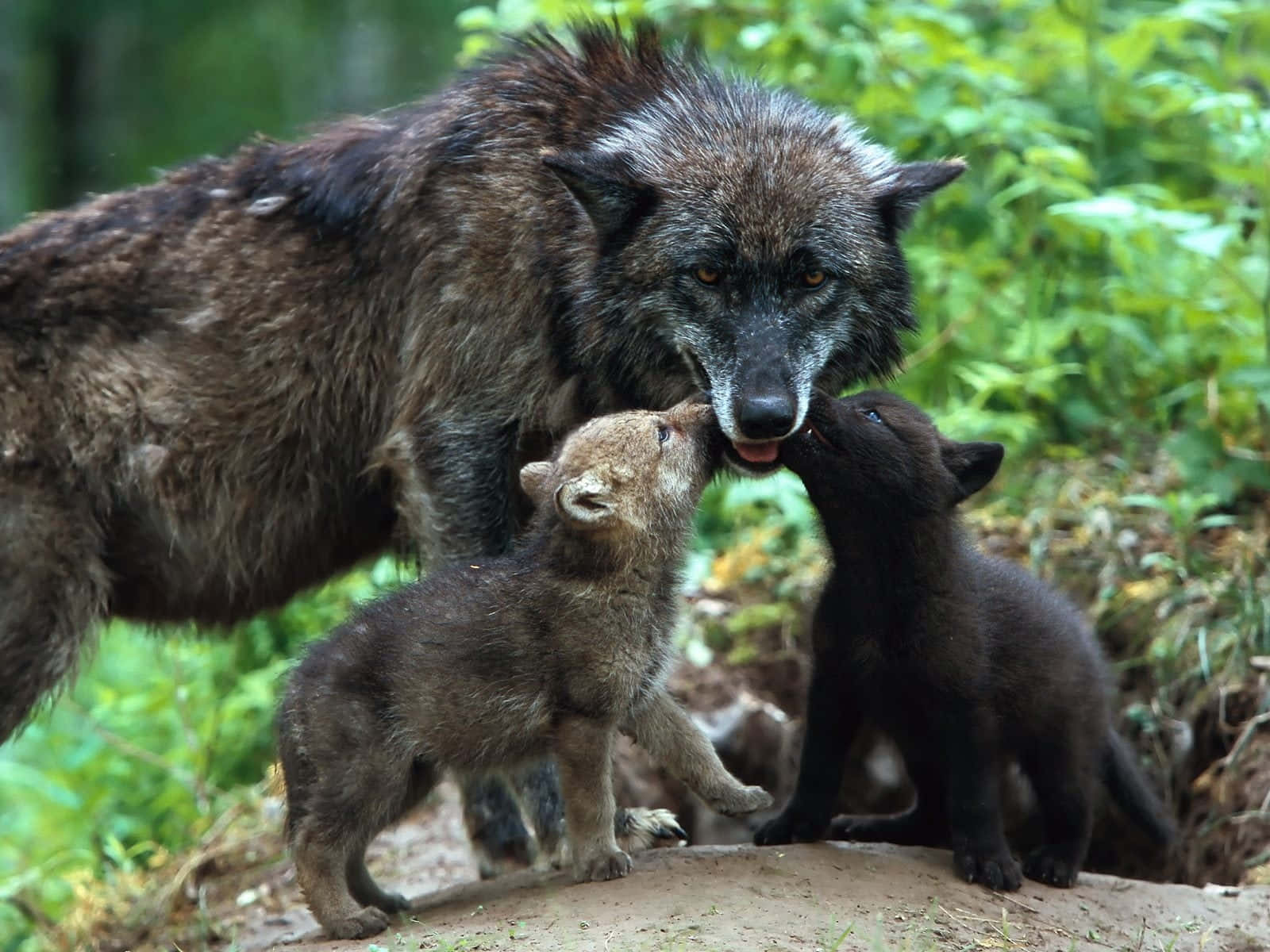 Black Wolves With Baby Picture