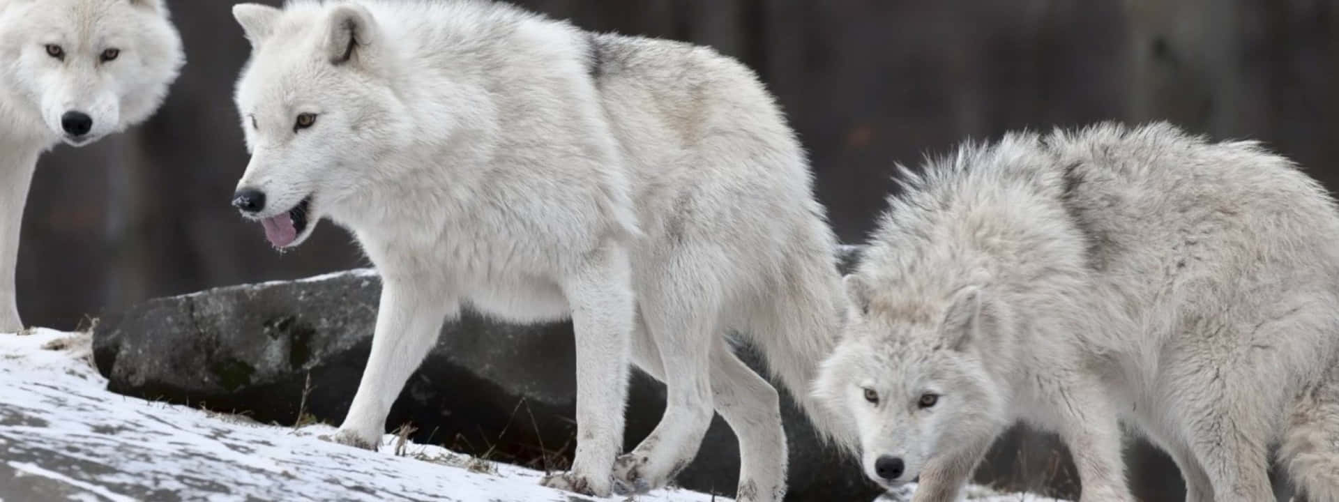 Imagenpanorámica De Lobos Blancos En Invierno