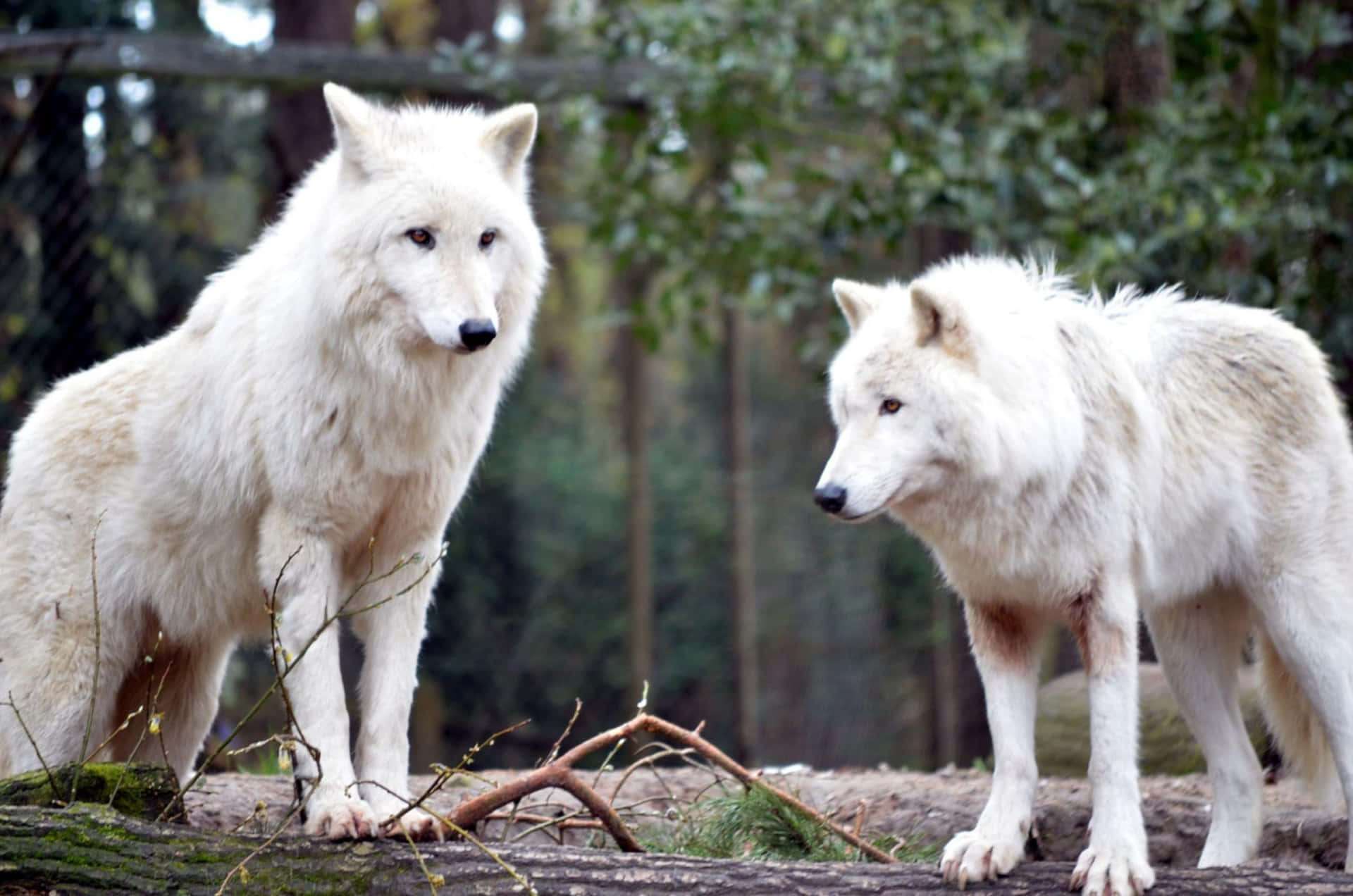 Hvide ulve i skovbillede tapet