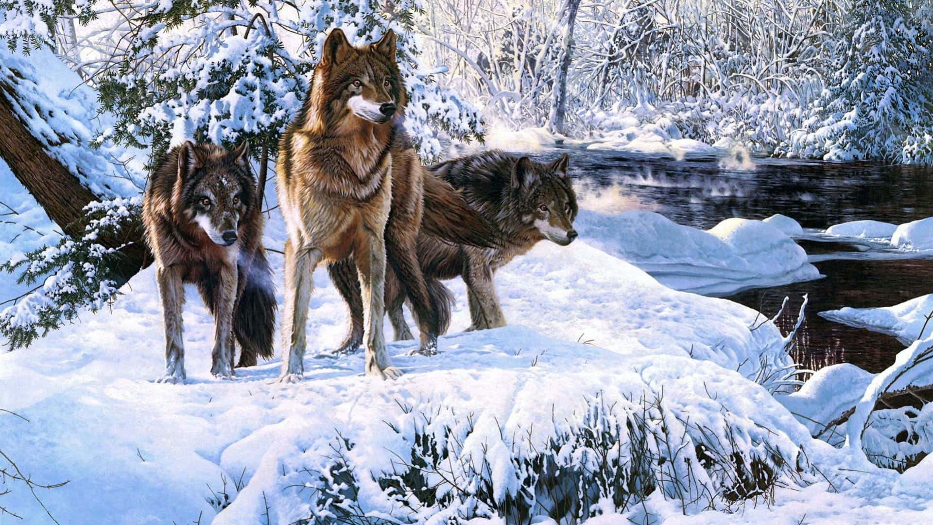Pakke med ulve i snebillede Tapet
