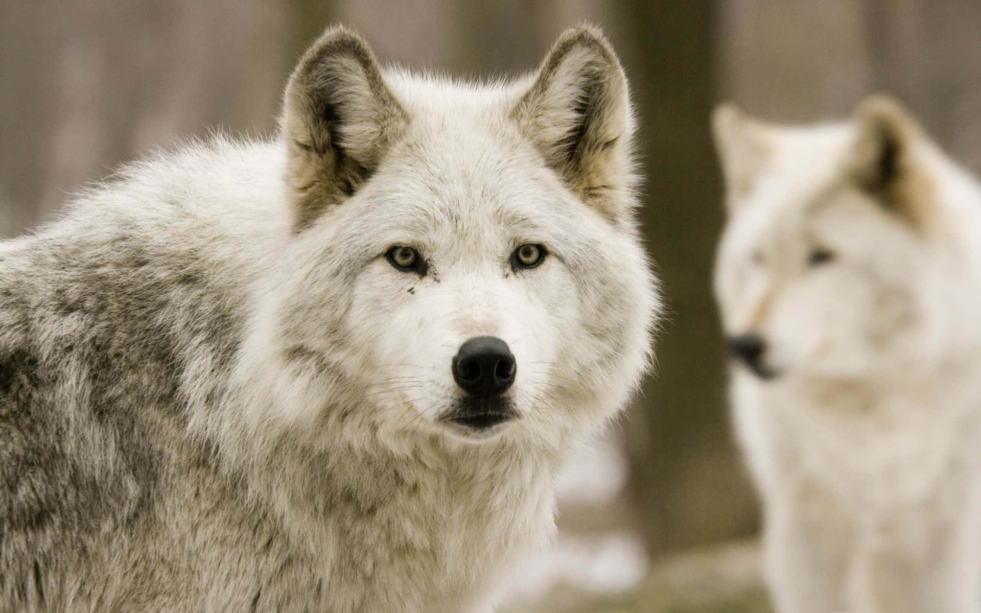 Kühlesbokeh-bild Mit Weißen Wölfen