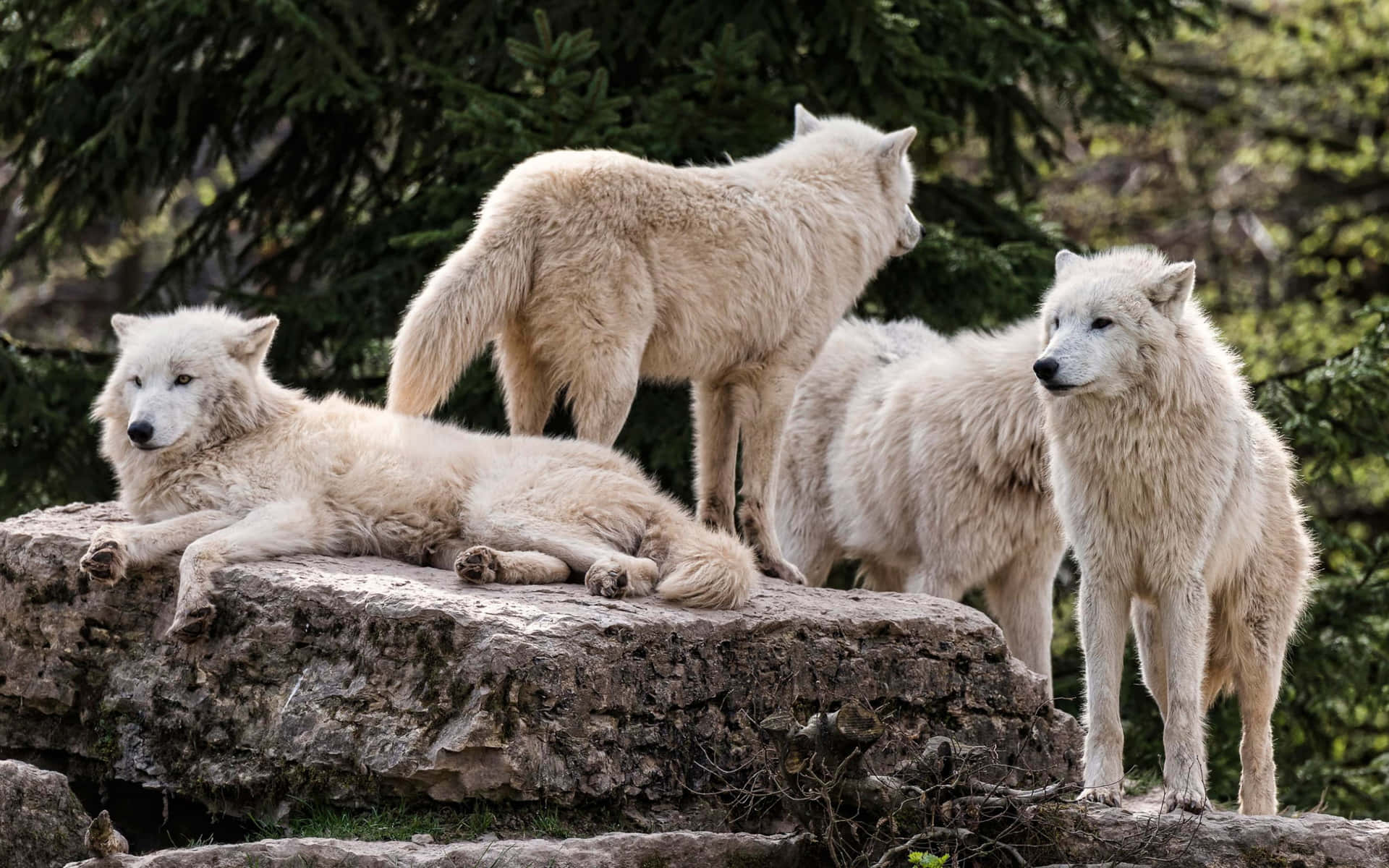 White Wolves On Rock Picture