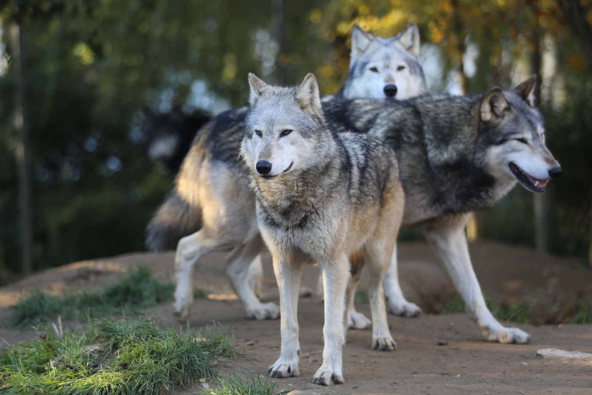 Tre grå ulve i skov billedtapet