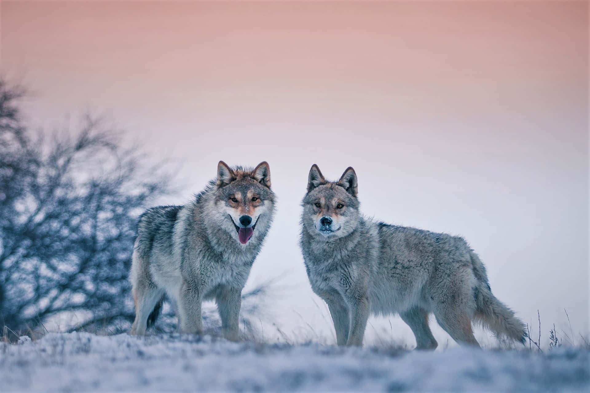 Two Cute Arctic Wolves Picture