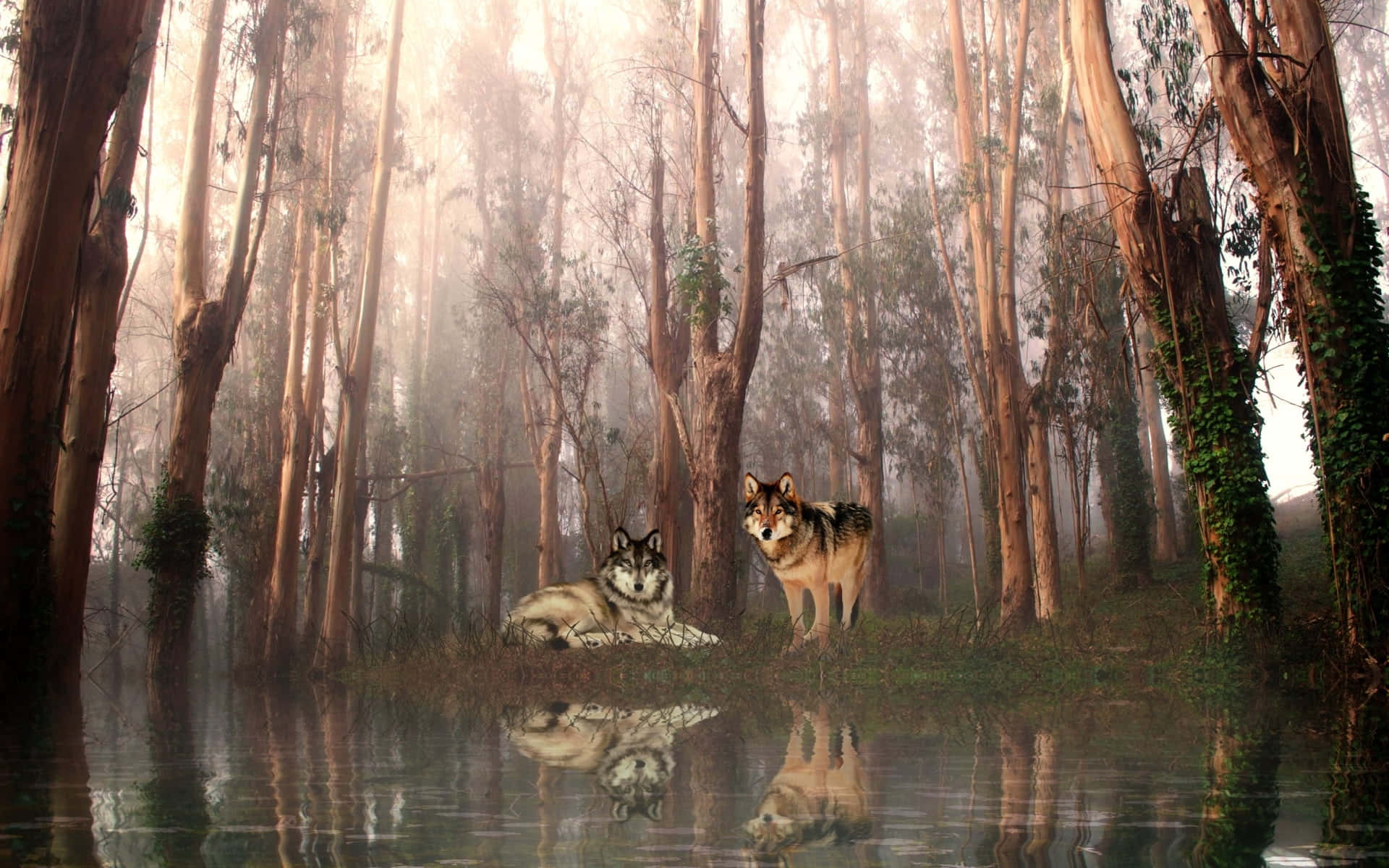 Wolves In Tall Tree Forest Picture