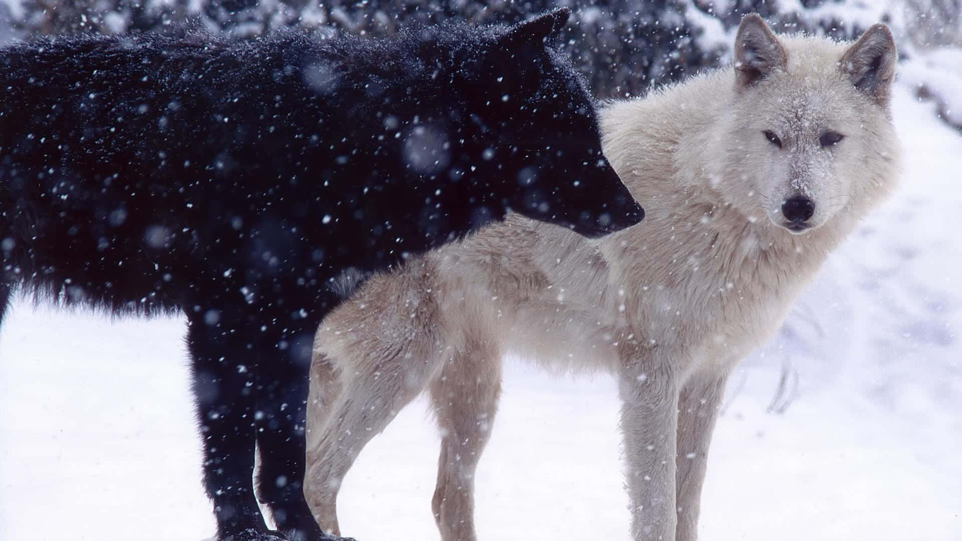 Den sorte og hvide ulvebillede
