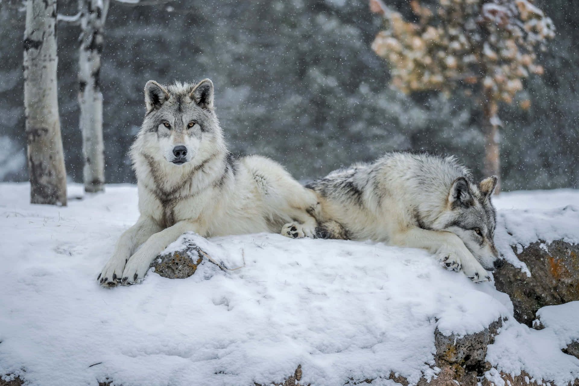 Wölfeliegen Auf Schneebild.