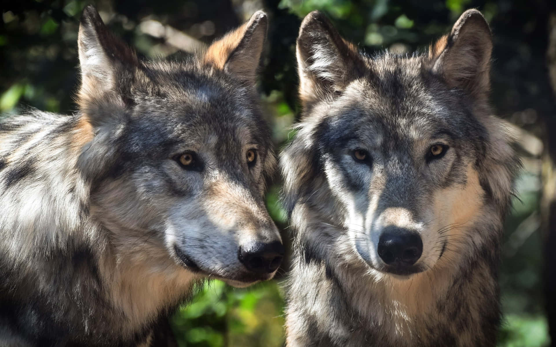 To Grå ulvebillede