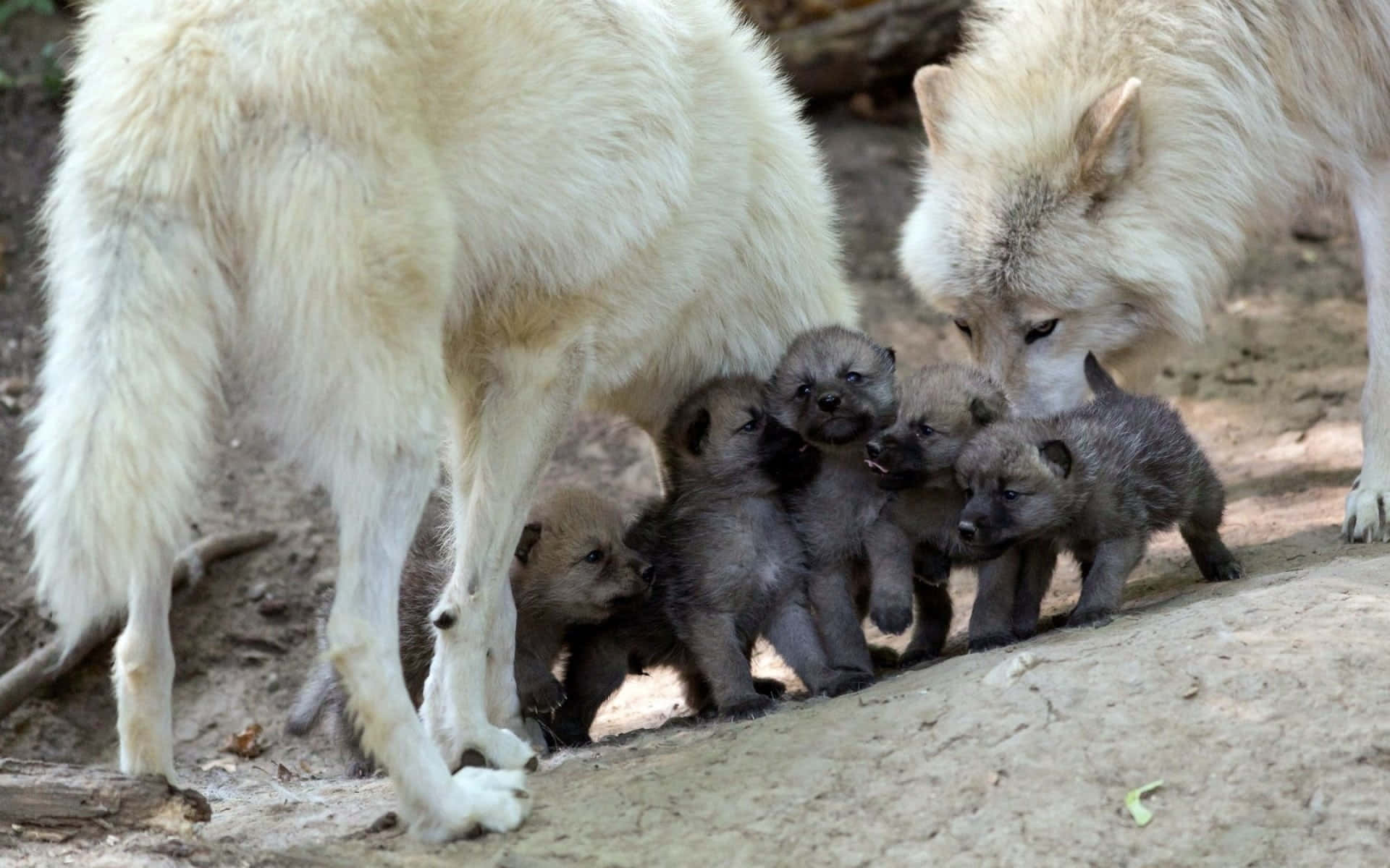 Hvide ulve med småbørn billede over en blå baggrund