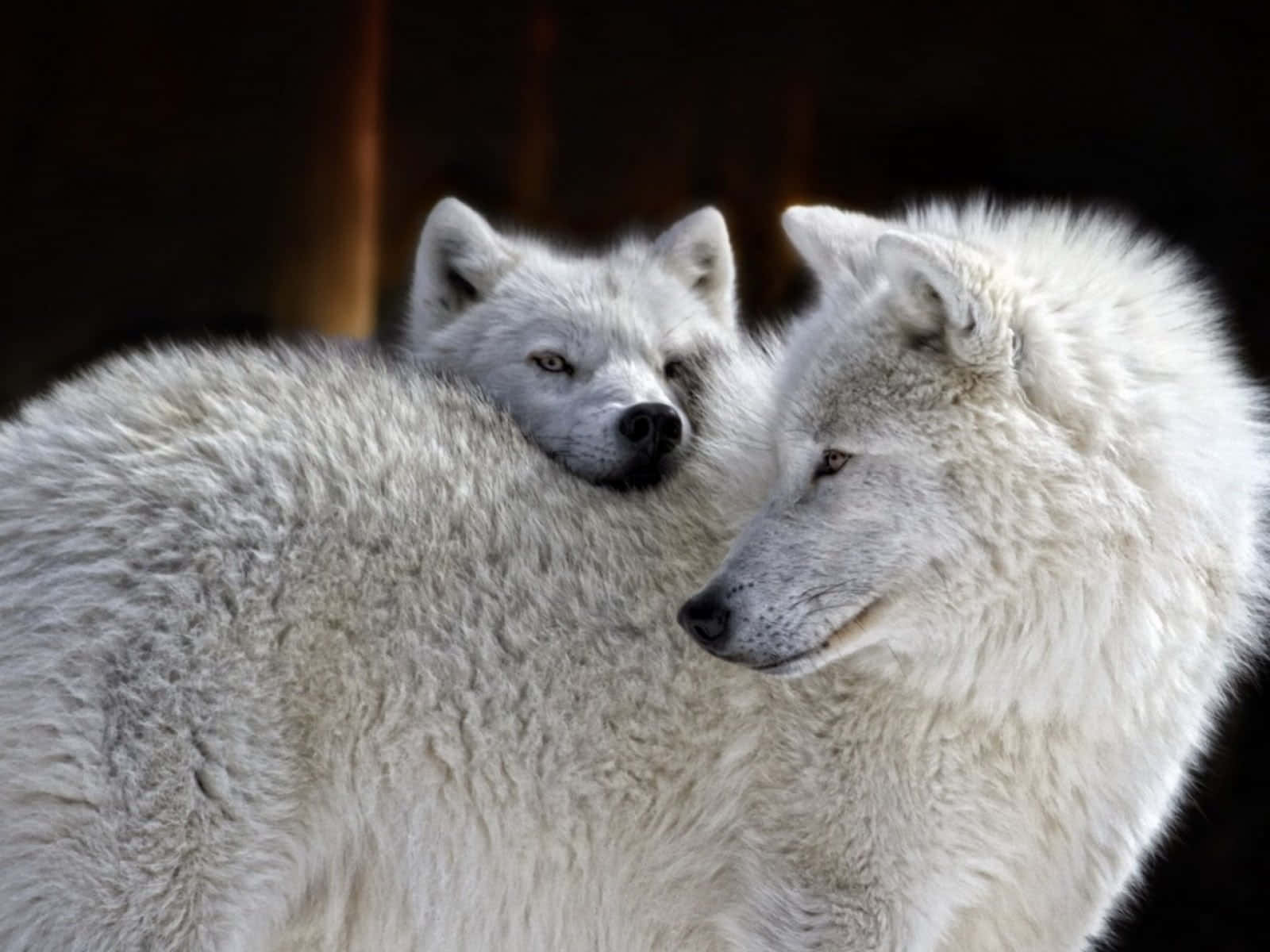 To Lykkelige Hvide Ulve Billede Tapet
