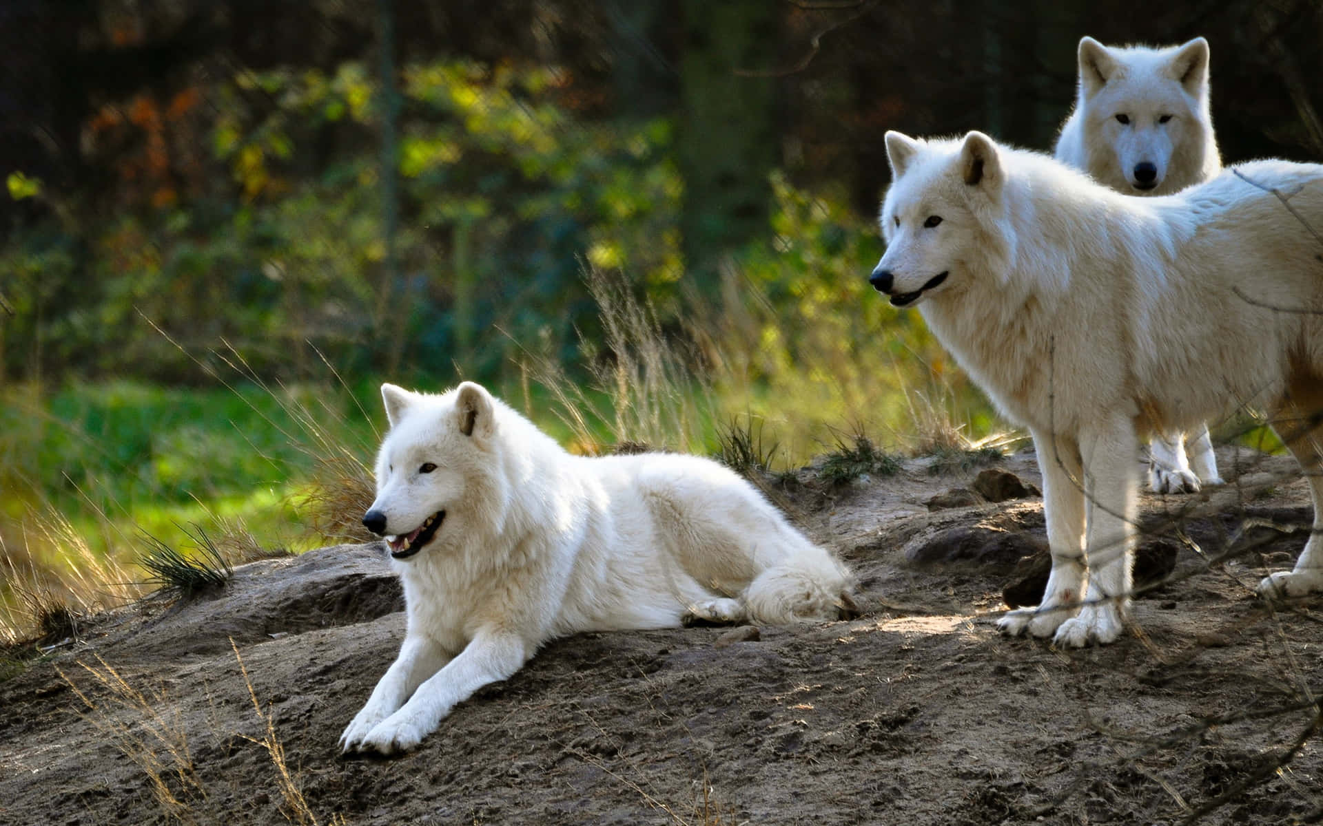 Trêsimagens De Três Lindos Lobos Brancos.