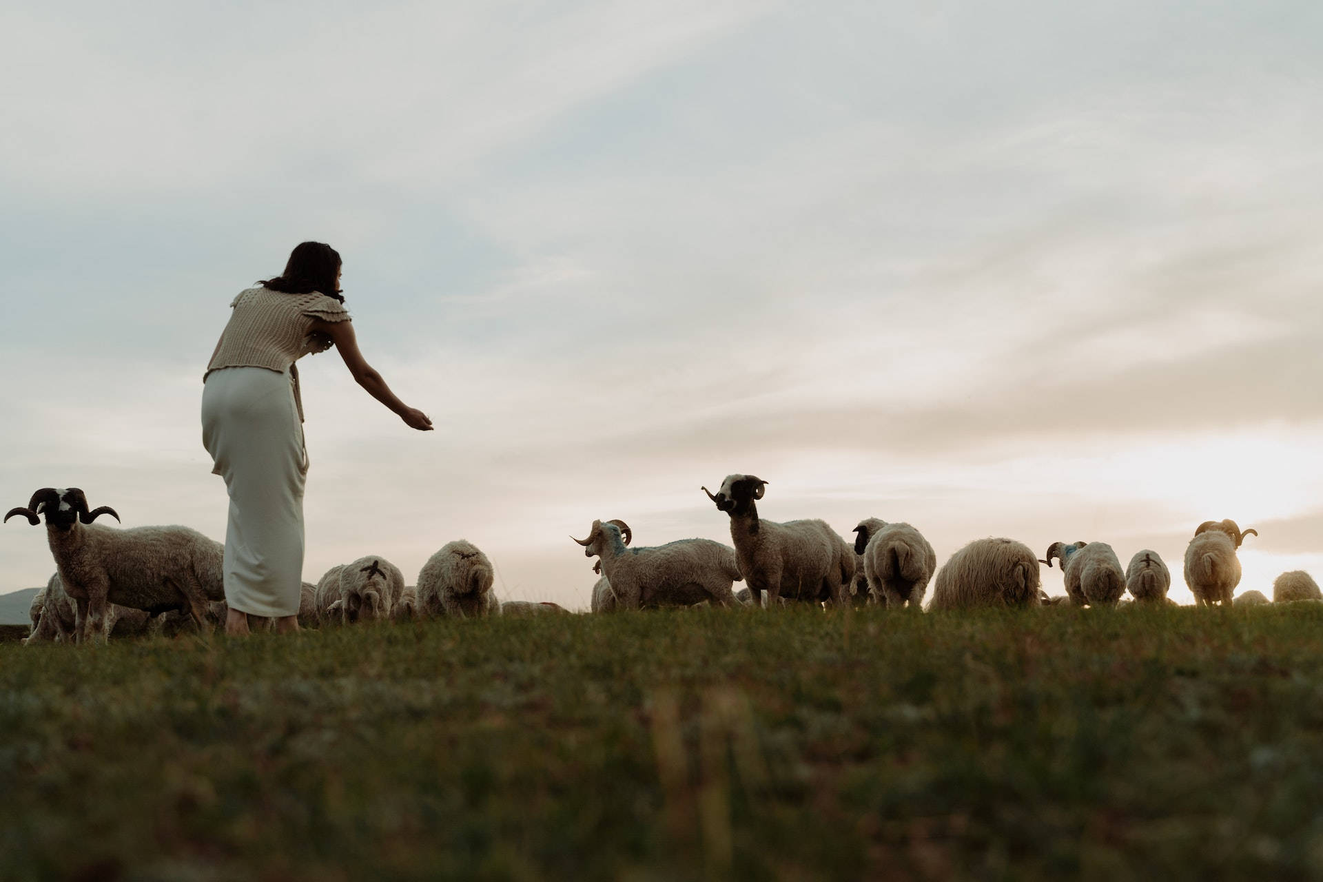 Woman Feeding Sheep Animals In The Farm Wallpaper