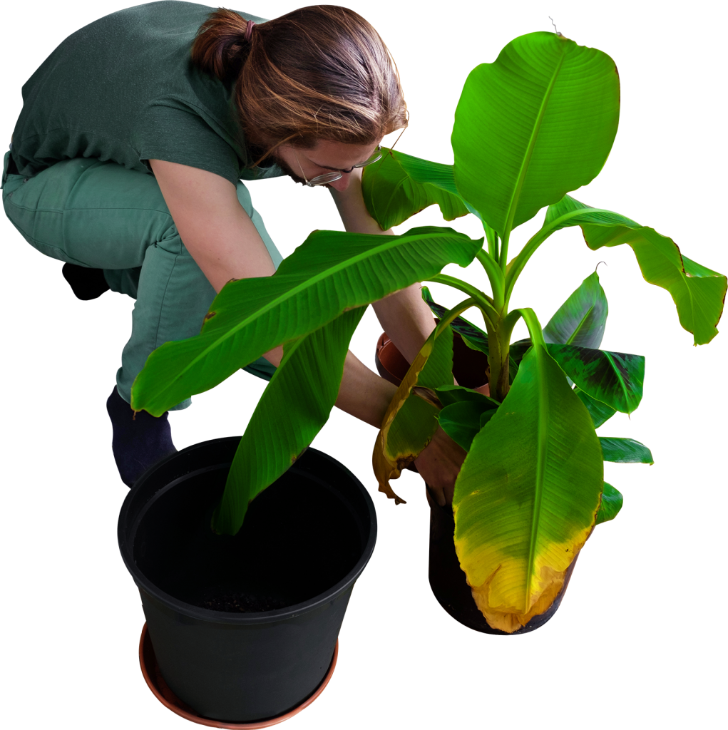 Woman Repotting Banana Plant PNG
