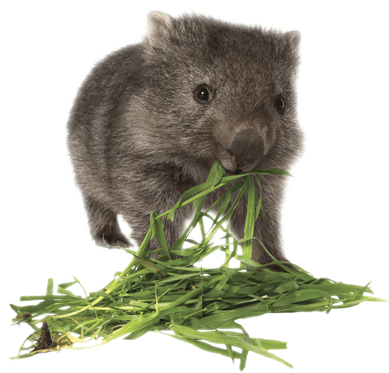 Wombat Eating Greens PNG