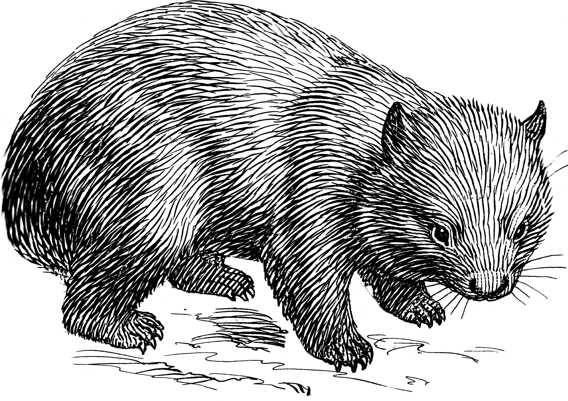 Wombat Illustration Blackand White PNG