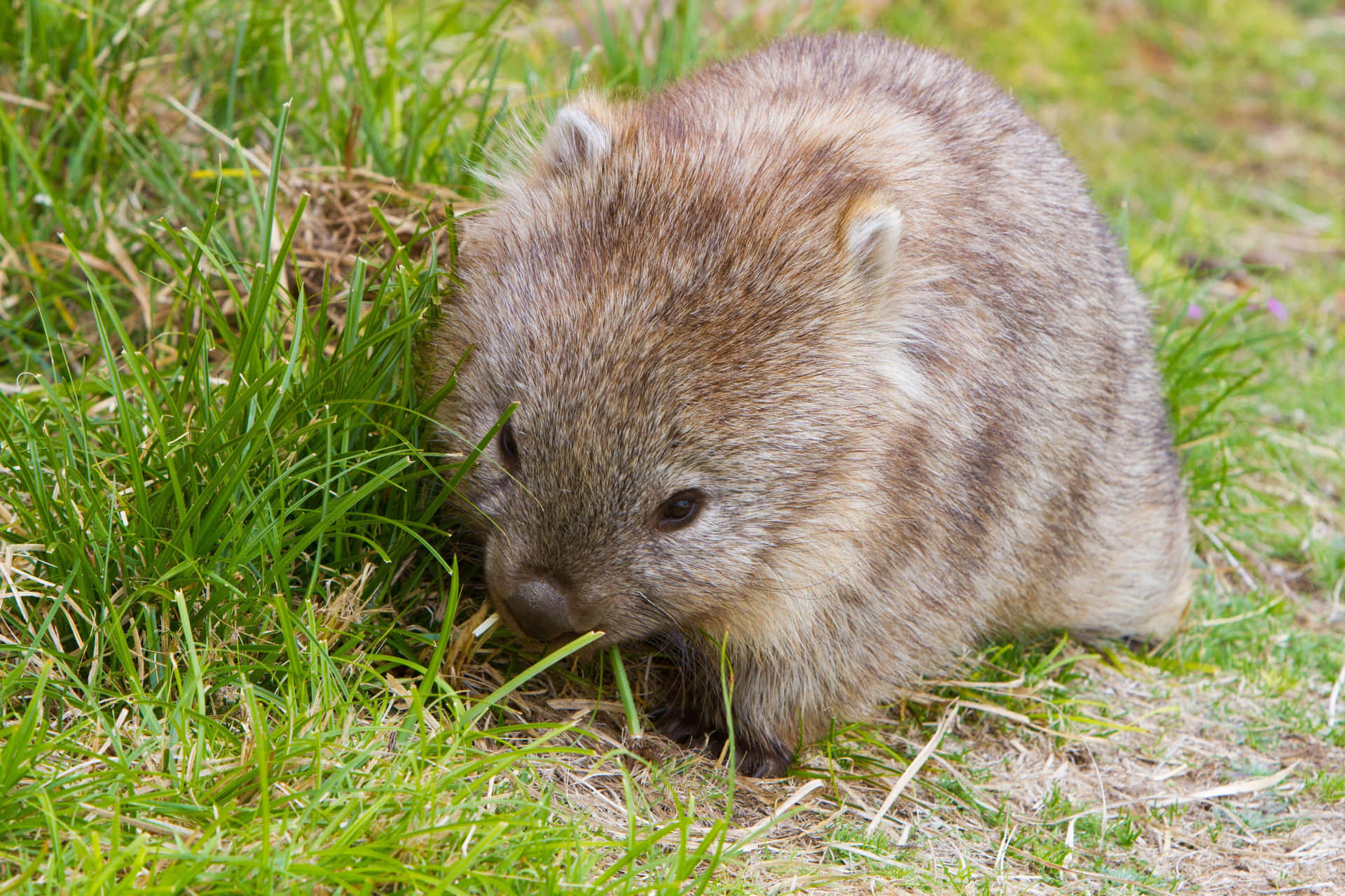 Wombatin Grass.jpg Wallpaper