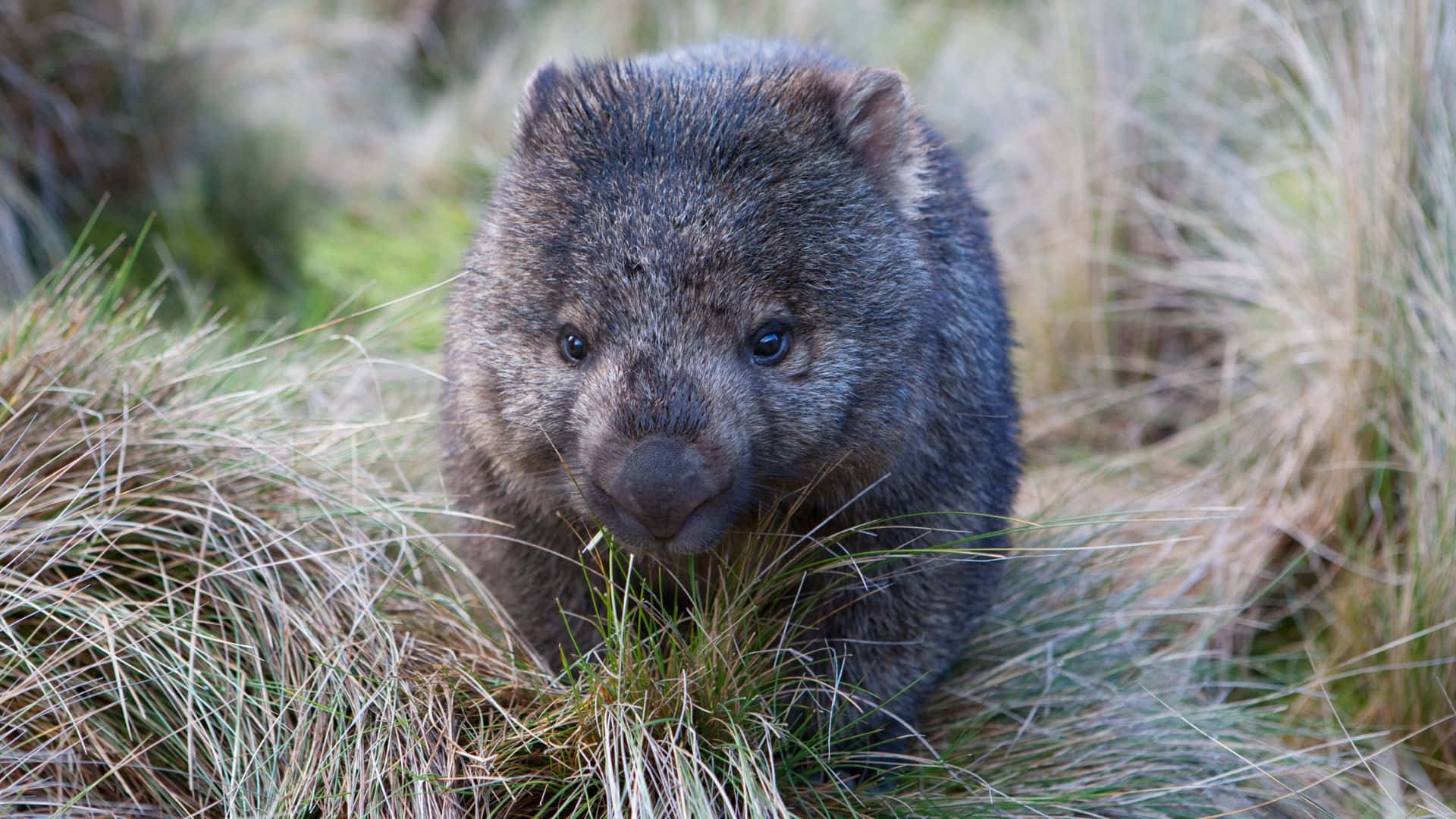 Wombatin Grasland Achtergrond