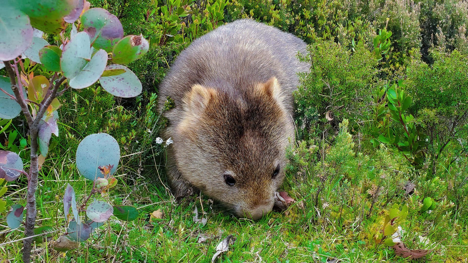 Wombat In Natuurlijke Habitat Achtergrond