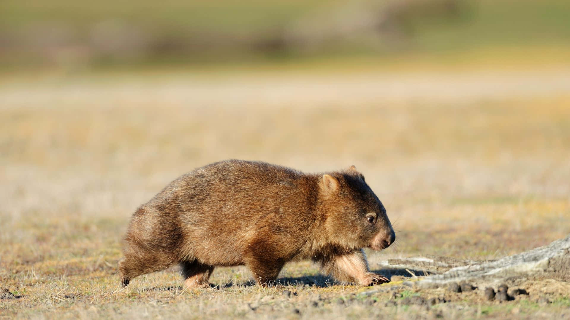 Wombatin Natural Habitat.jpg Wallpaper