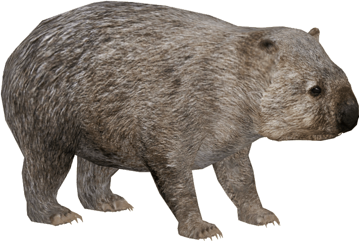 Wombatin Profile PNG