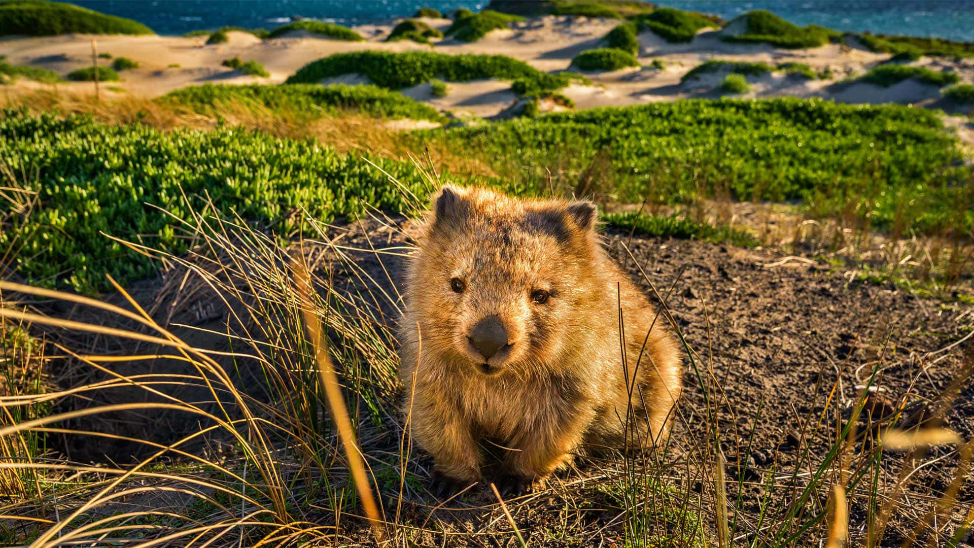 Wombatin Sand Dunes Wallpaper