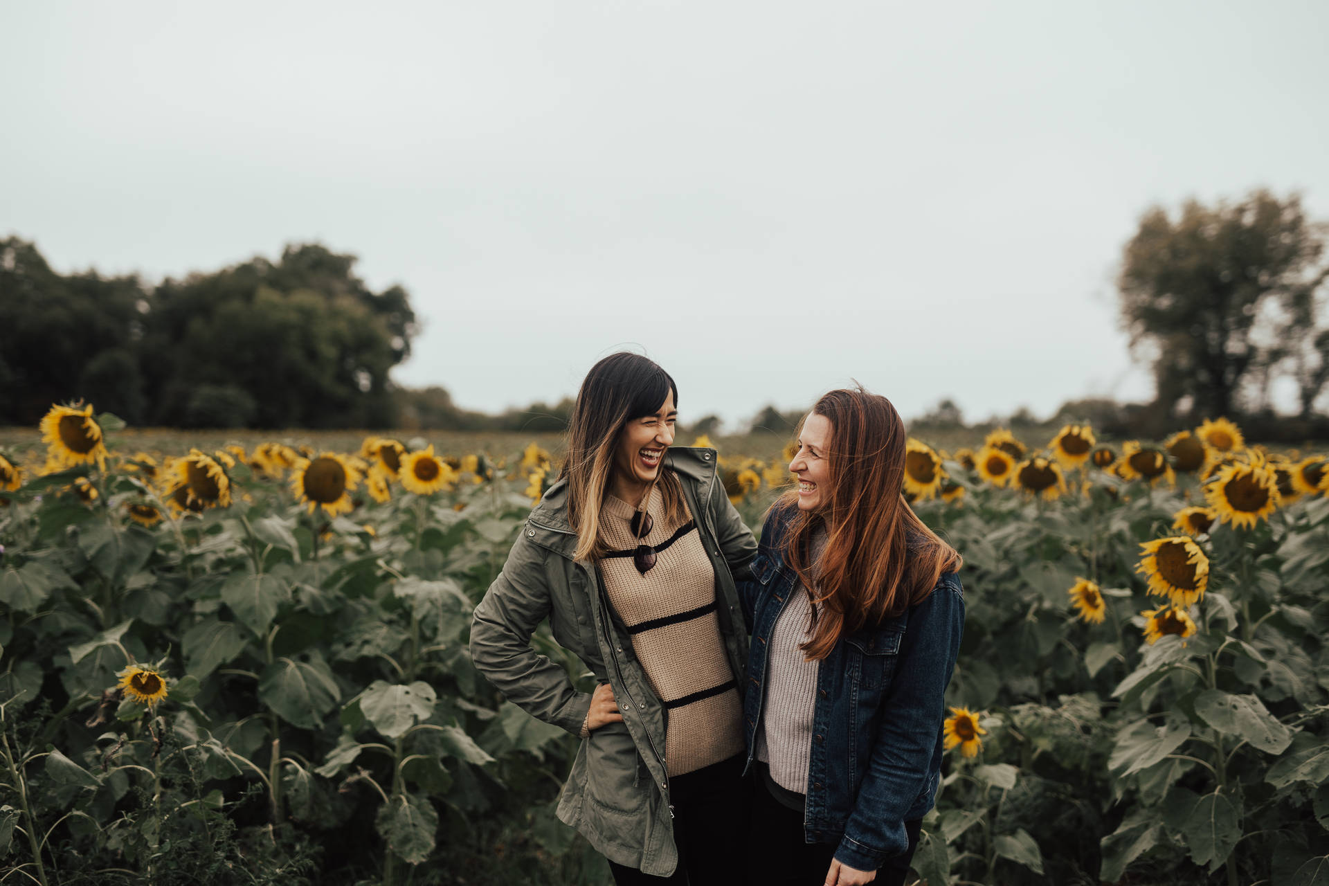 Women Best Friend In Sunflower Field