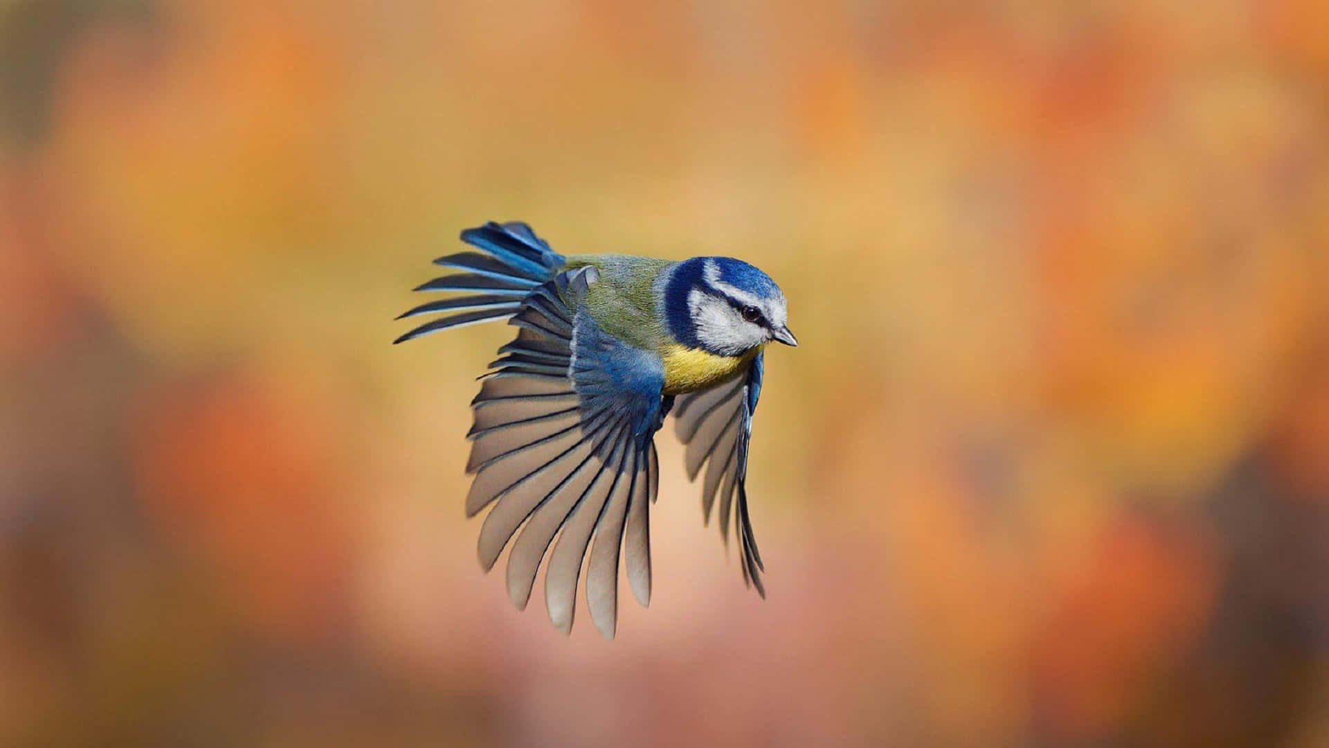 Wonderful Blue Bird Flying Wallpaper