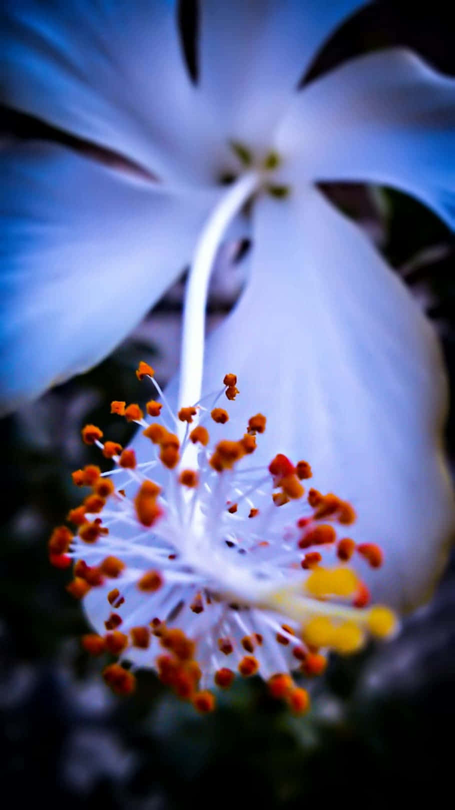Wonderful Blue Hibiscus Flower Background