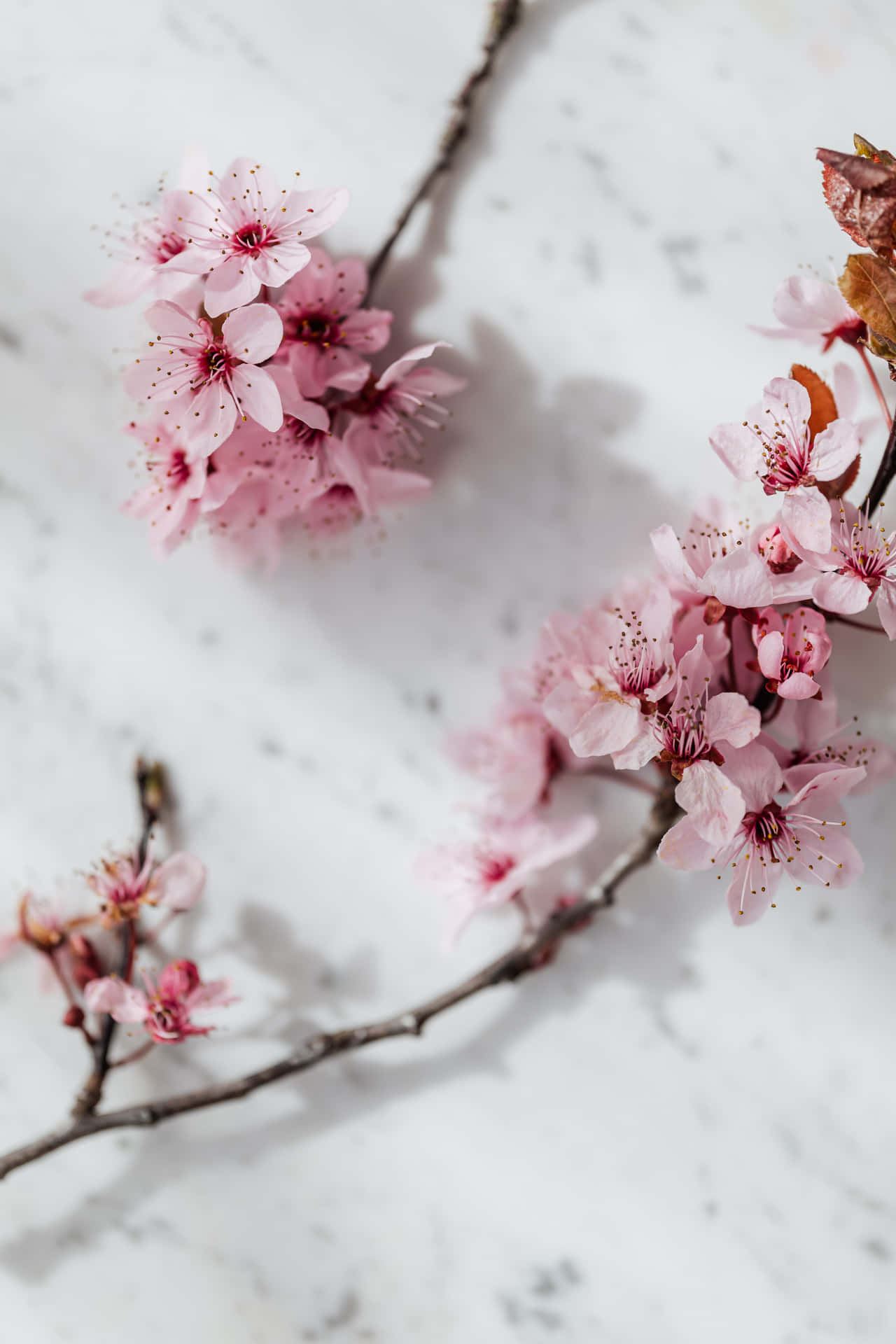 Wonderful Cherry Blossoms Wallpaper