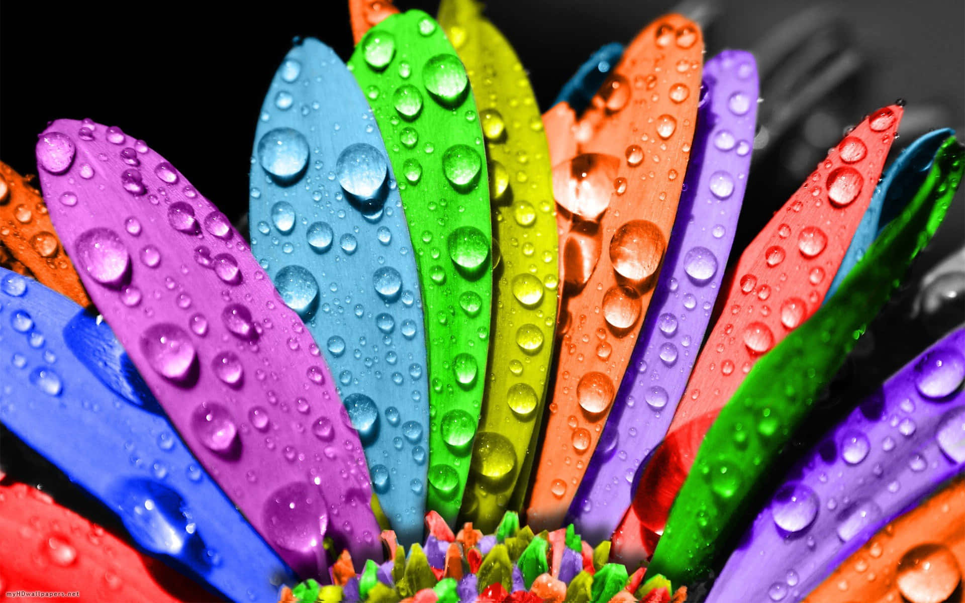 Wonderful Colorful Droplets Wallpaper