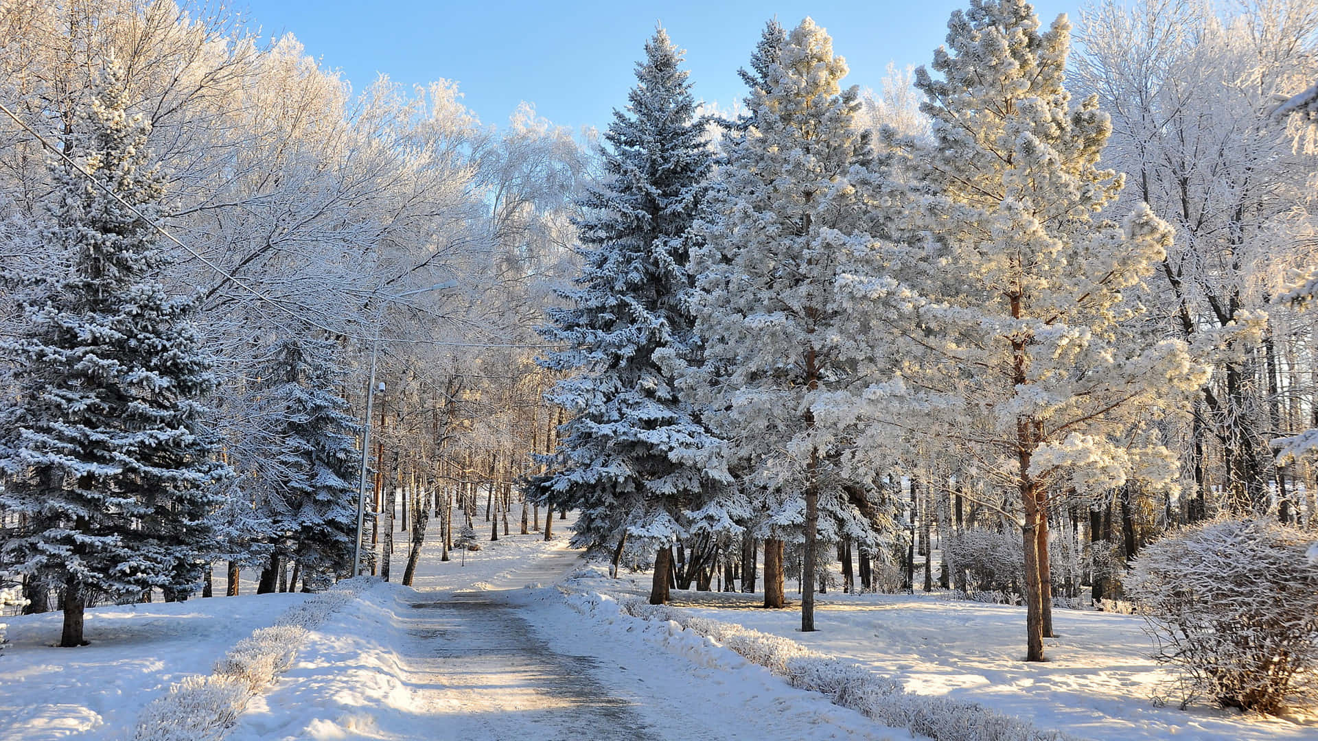 A Snow Covered Path In A Winter Forest
