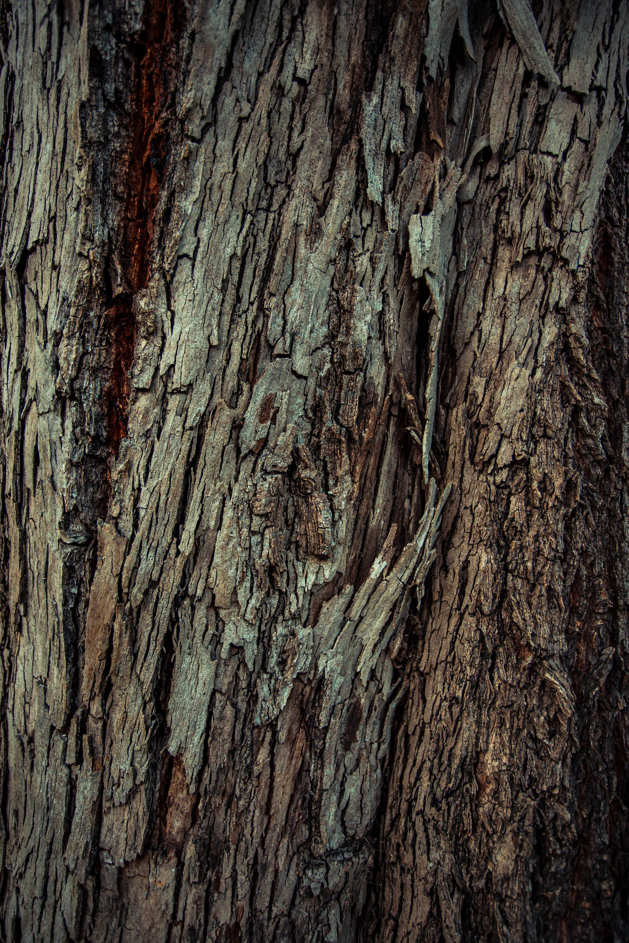 Tree Bark Showing Wood Structures Wallpaper