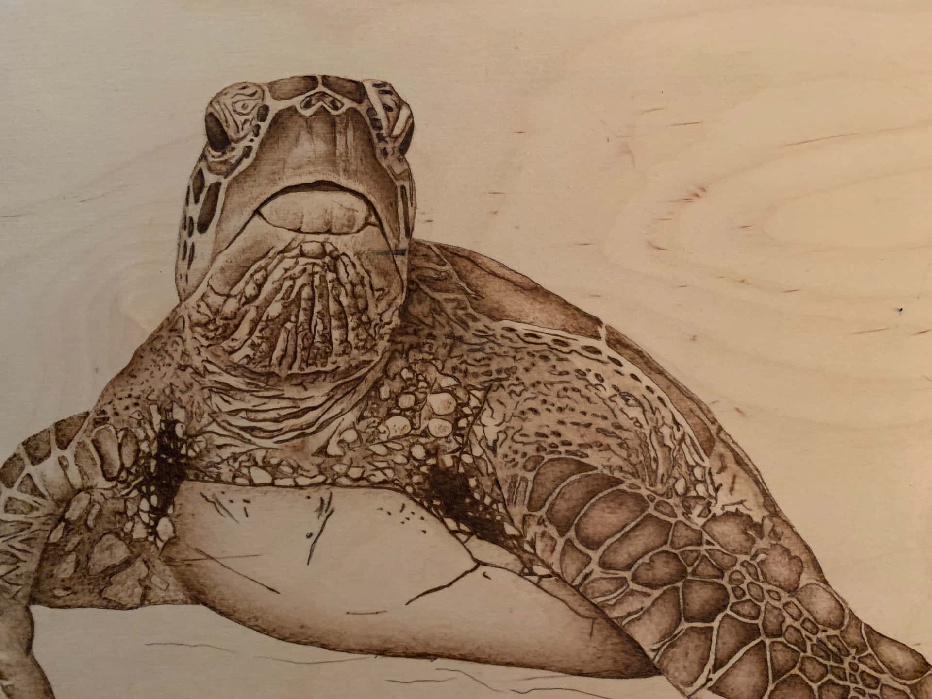 A Drawing Of A Sea Turtle On Wood