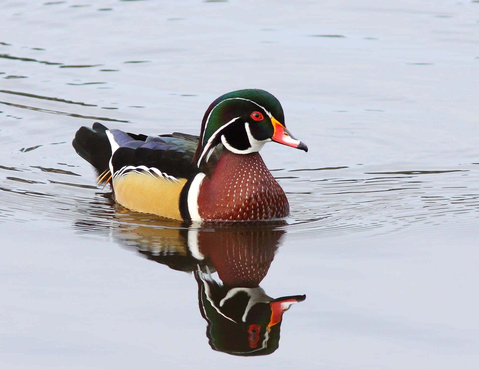 Wood Duck Clear Water Reflection Picture