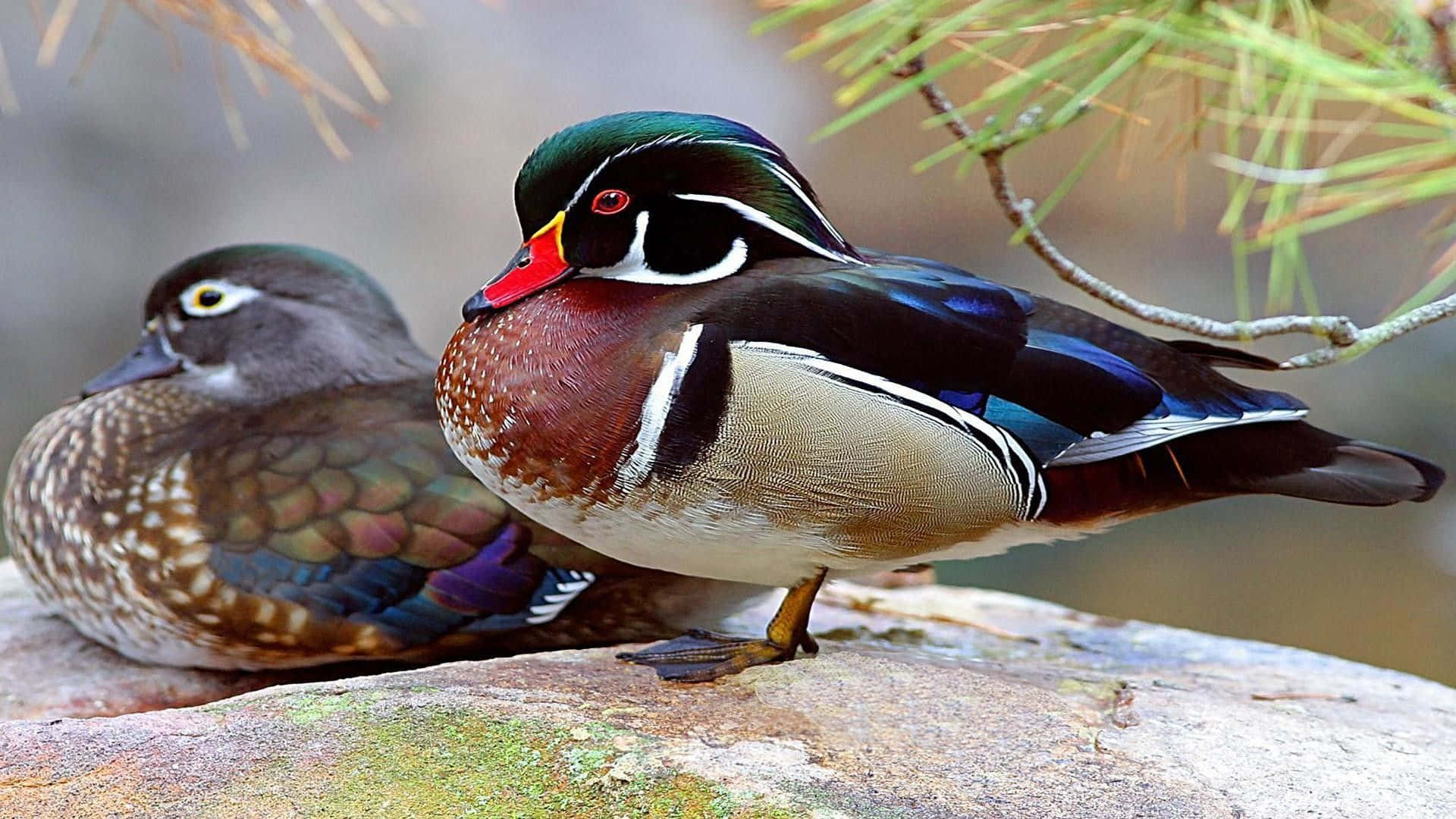 Two Perching Wood Ducks Picture