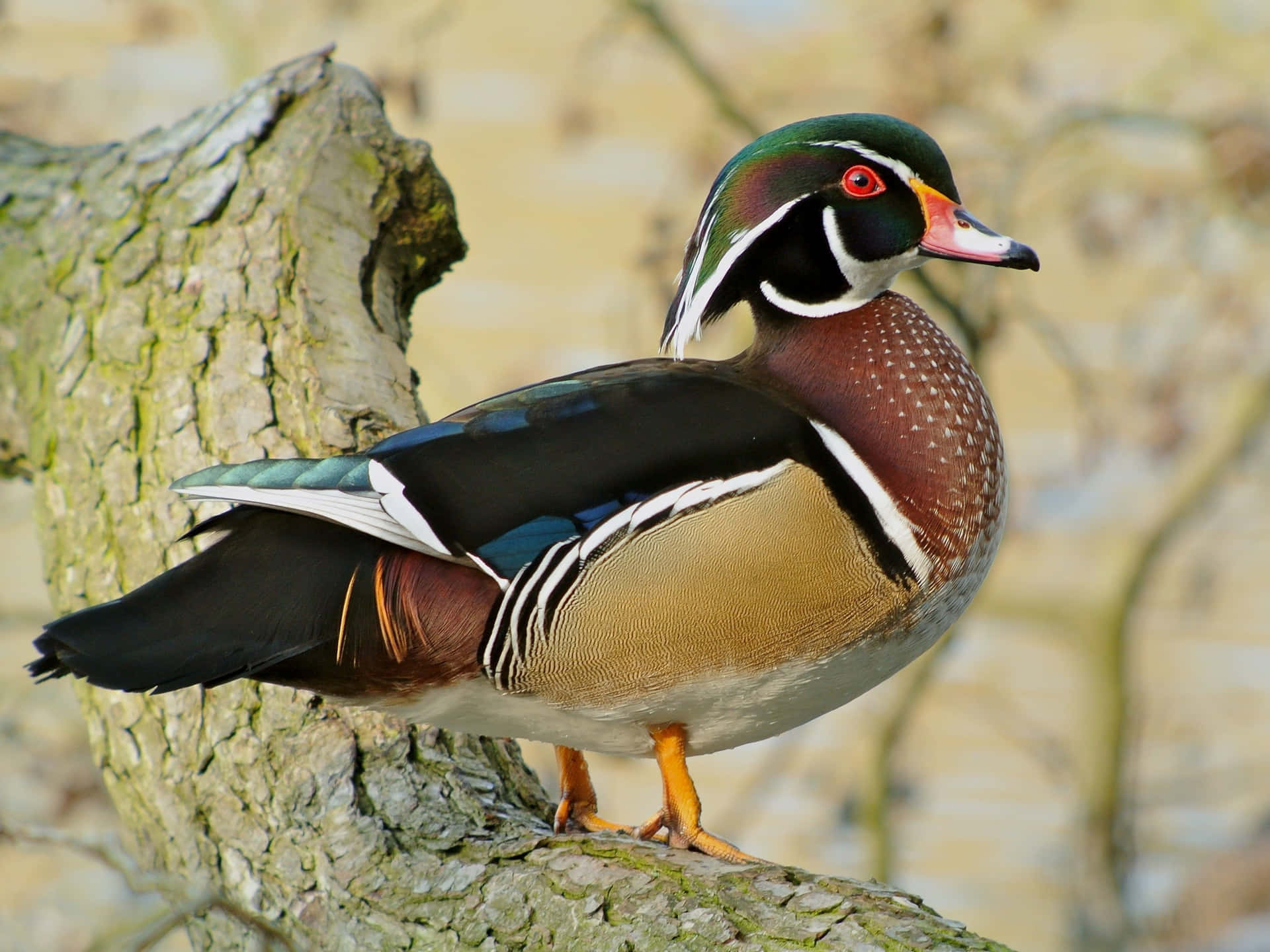 En farverig Wood Duck svømmer i sit naturlige miljø.