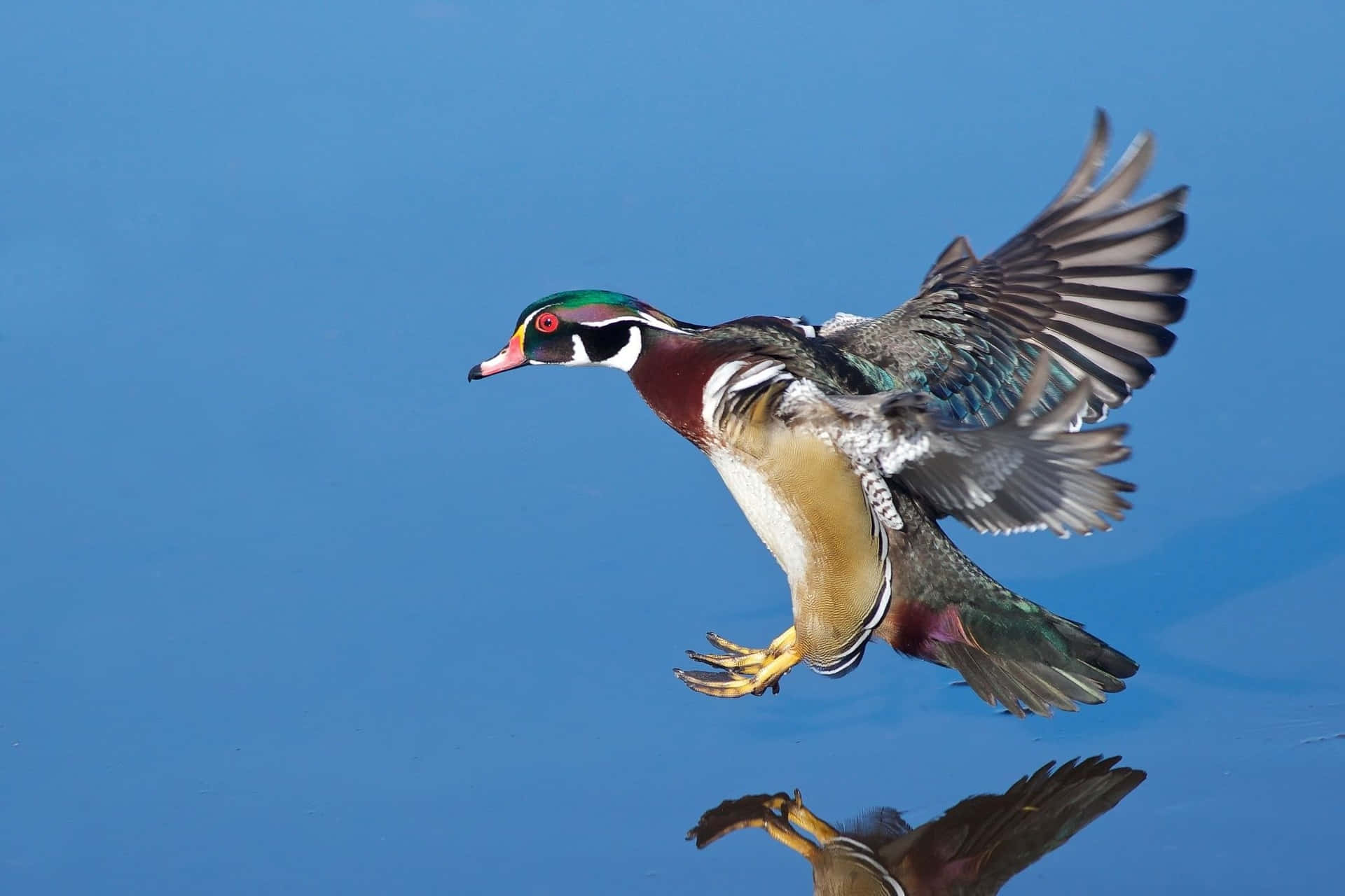 Wood Duck Flying Towards The Water Picture