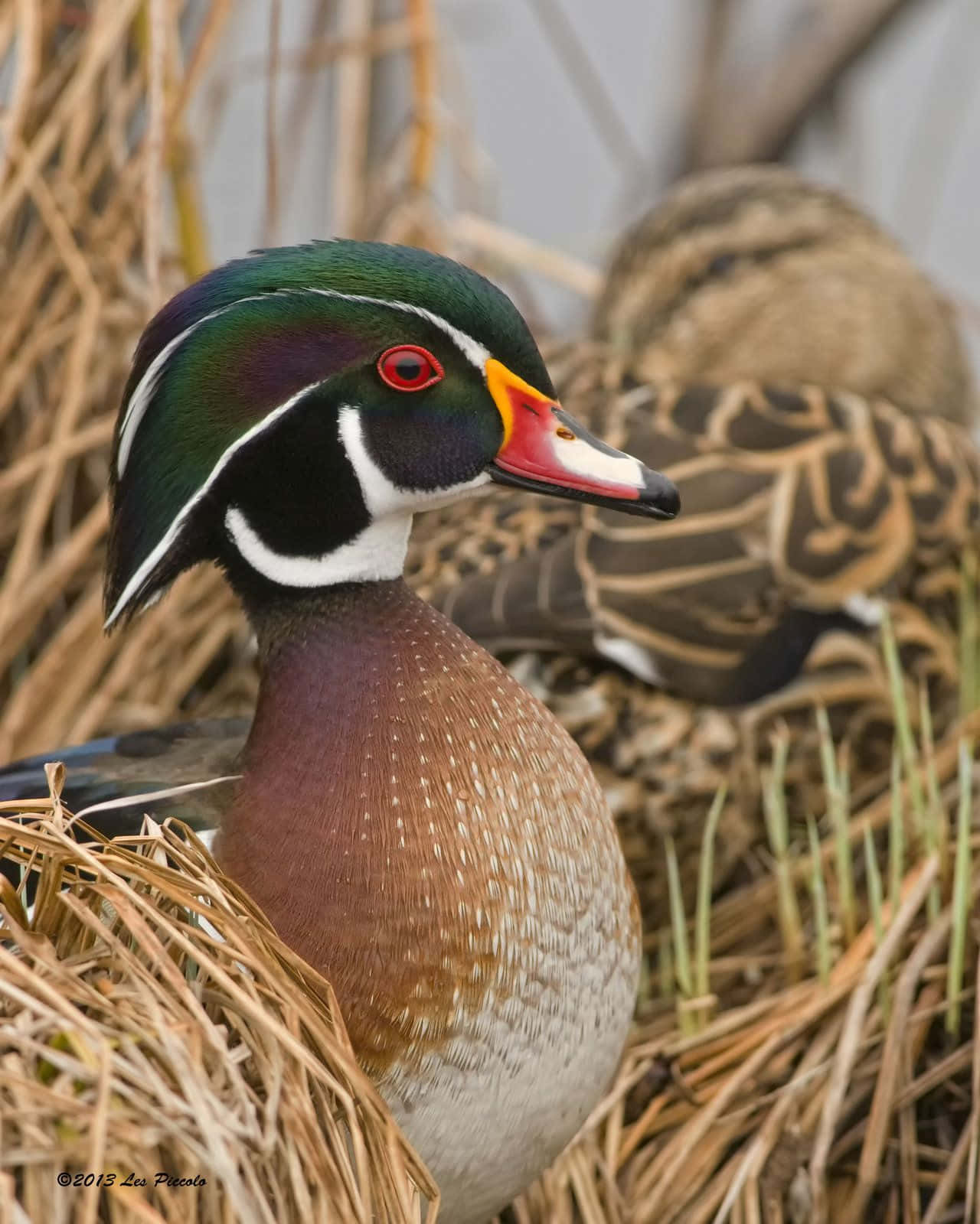 Majestic pair of Wood Ducks in the wild