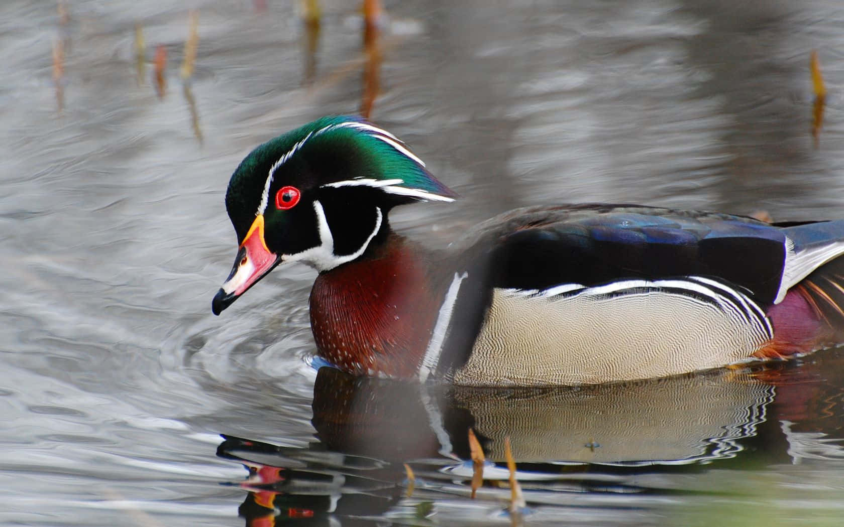 Wood Duck Looking Down Picture