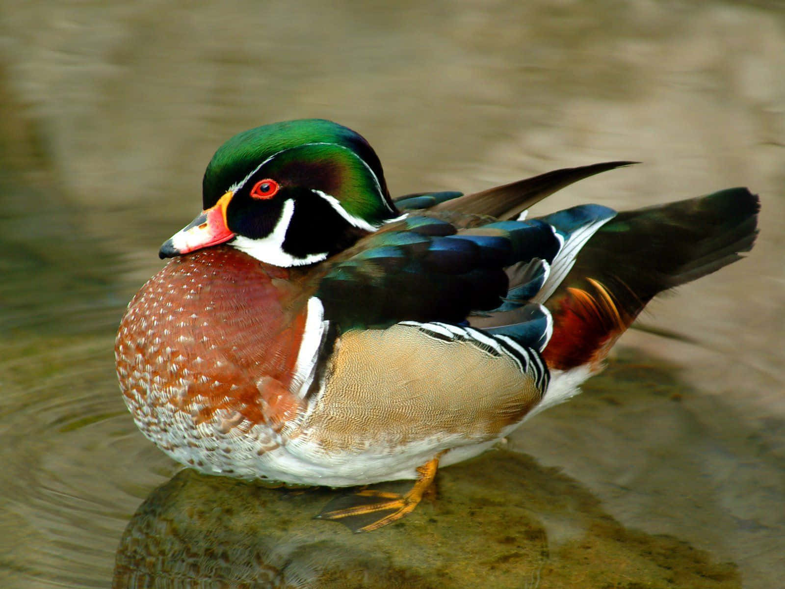 Majestic Wood Duck in Natural Setting