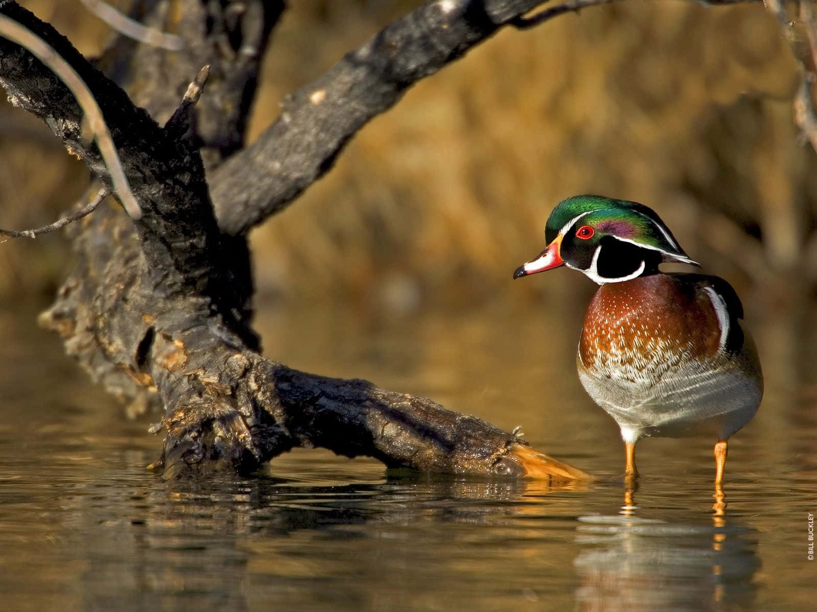 Wood Duck And Tree Branch Picture