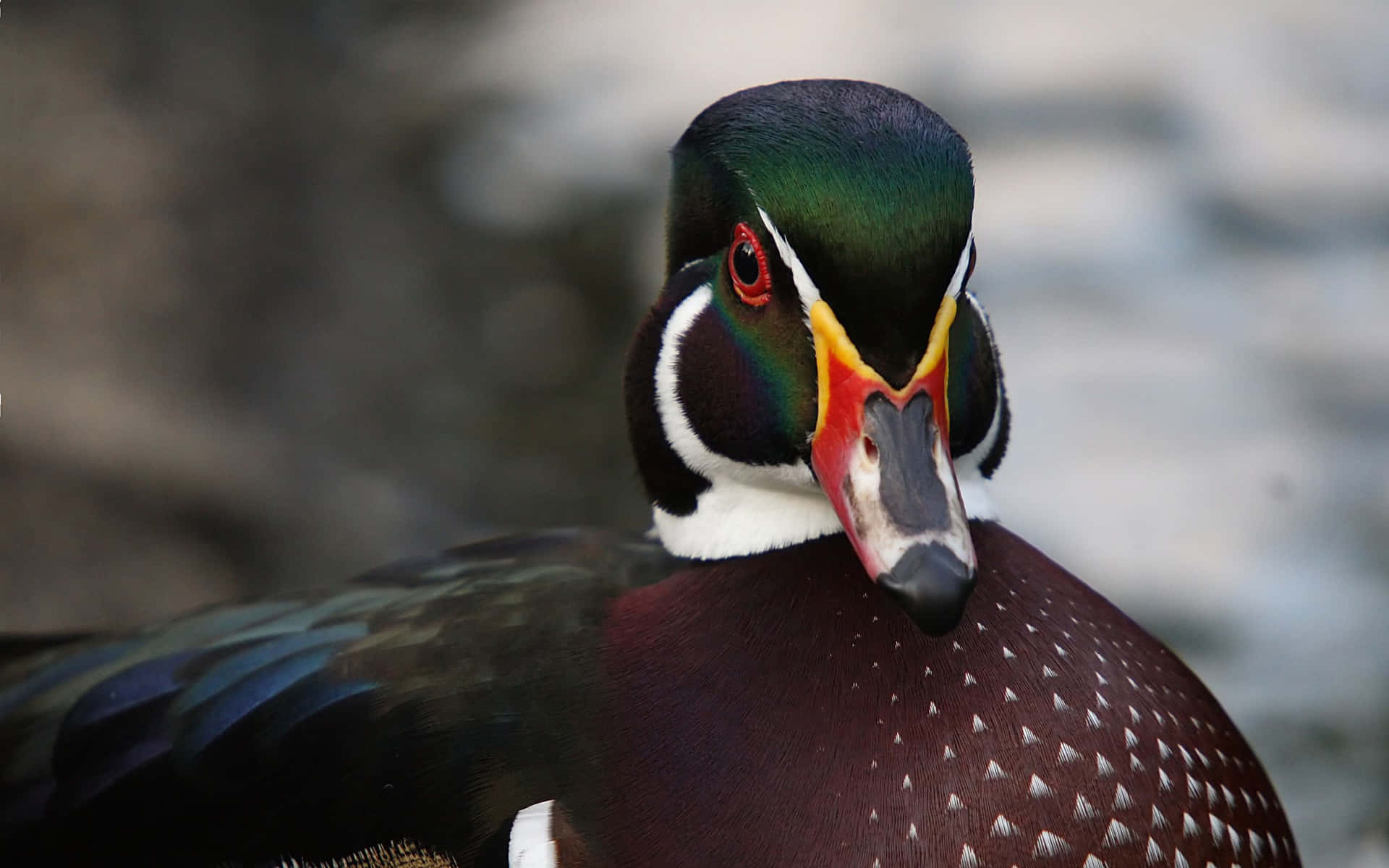Wood Duck Face Close-up Picture