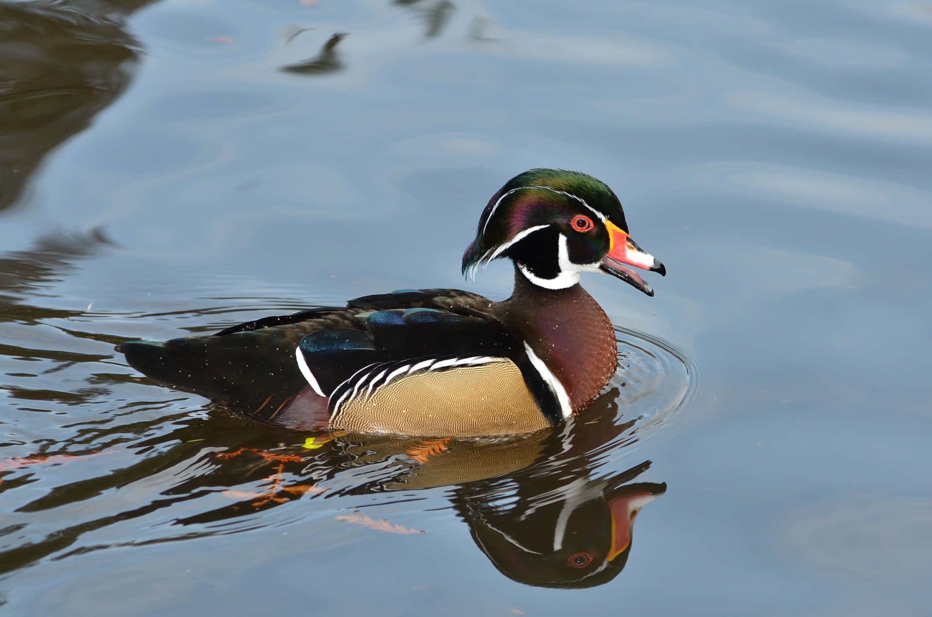 Majestic Wood Duck Posing by the Pond