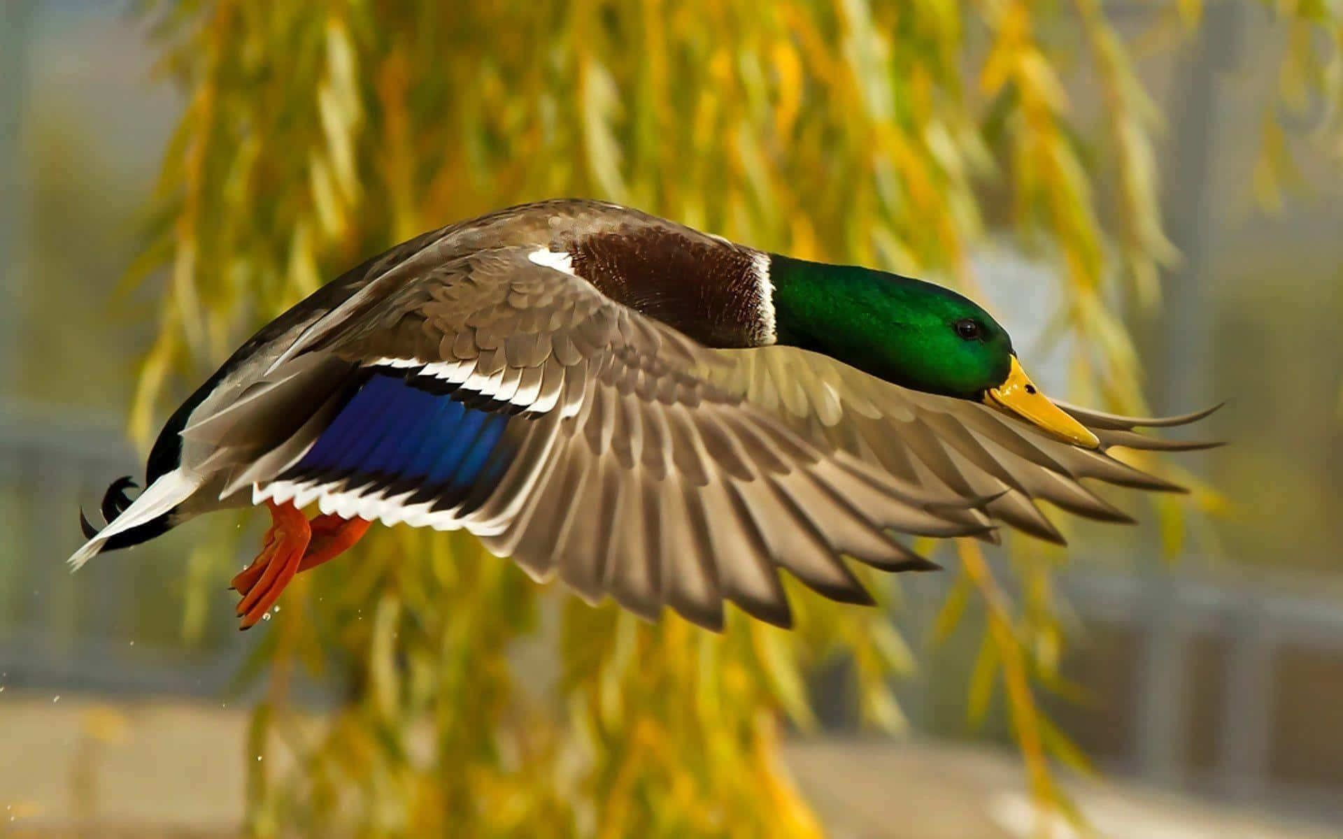Flying Wood Duck Close-up Picture