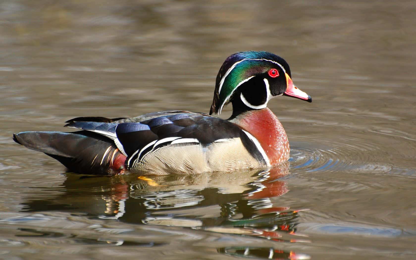 A wood duck basking in the spring sunshine